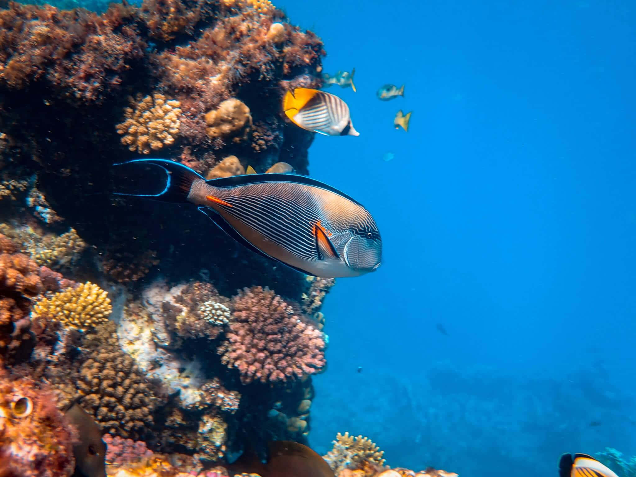 Coral Reef 桌布 壁紙 — 一個充滿活力的珊瑚礁，色彩繽紛的魚群在清澈的藍色海水中游動。