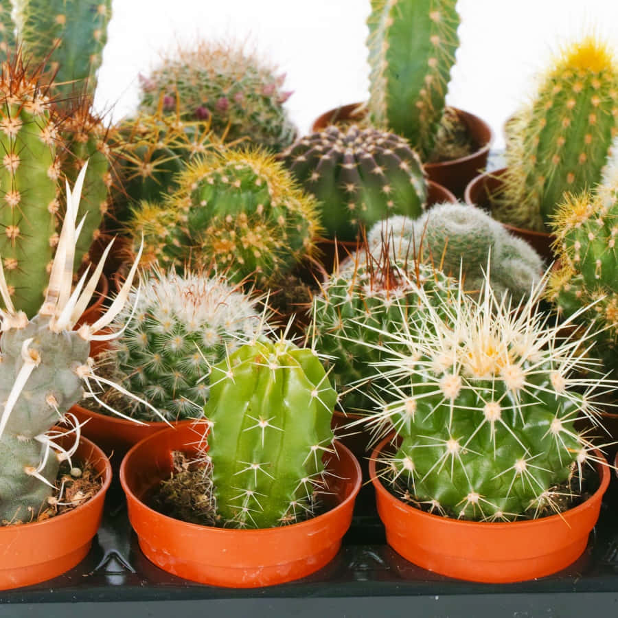 Cactus Plants 桌布 壁紙 — 一個充滿活力的盆栽仙人掌系列，擁有帶刺的綠色身體和色彩繽紛的刺，整齊地排列在深色表面上。