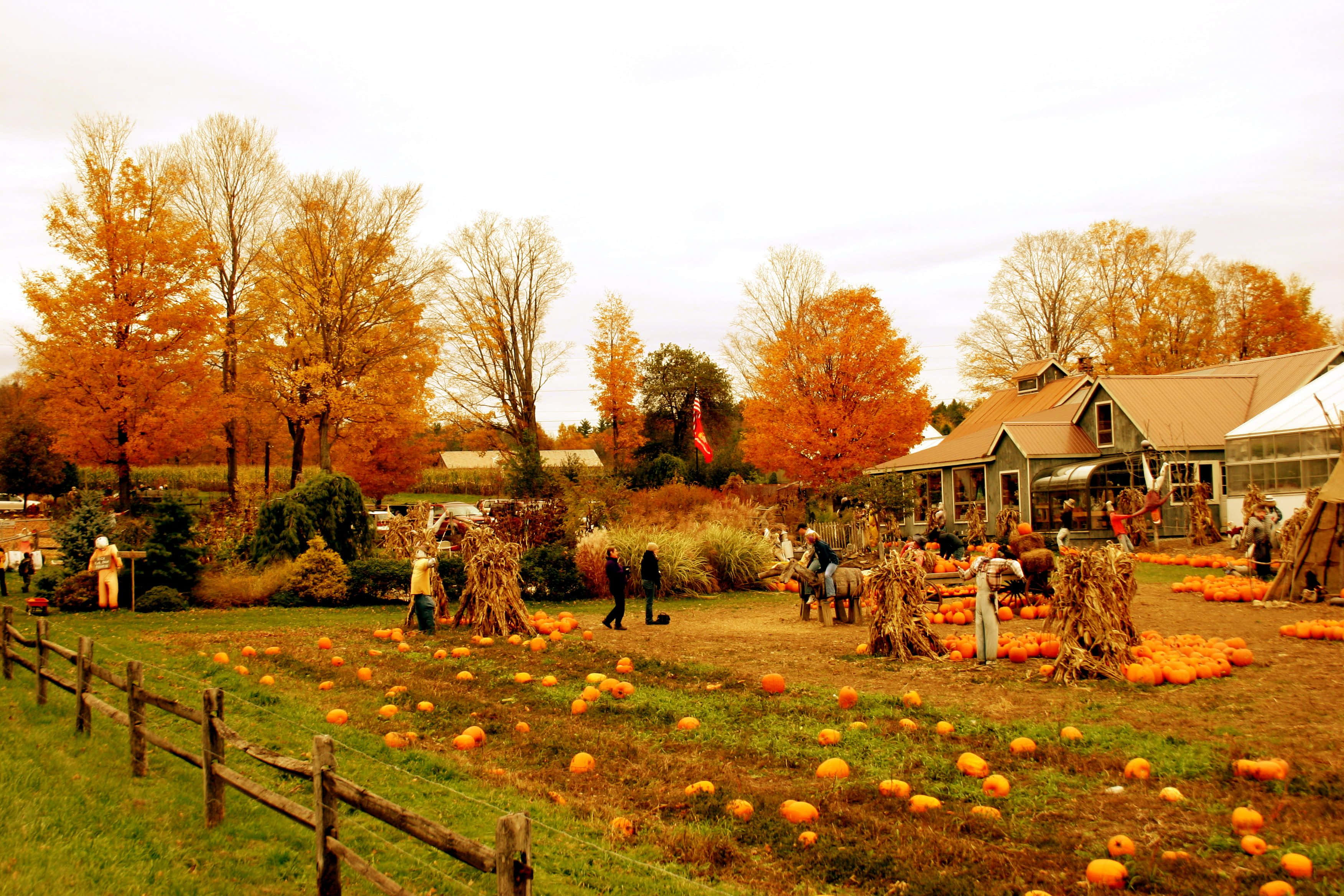 Fall Farmhouse 桌布 壁紙 — 一個充滿活力的秋季南瓜田，人們在陰天之下漫步於橙色南瓜和金黃樹木之間。