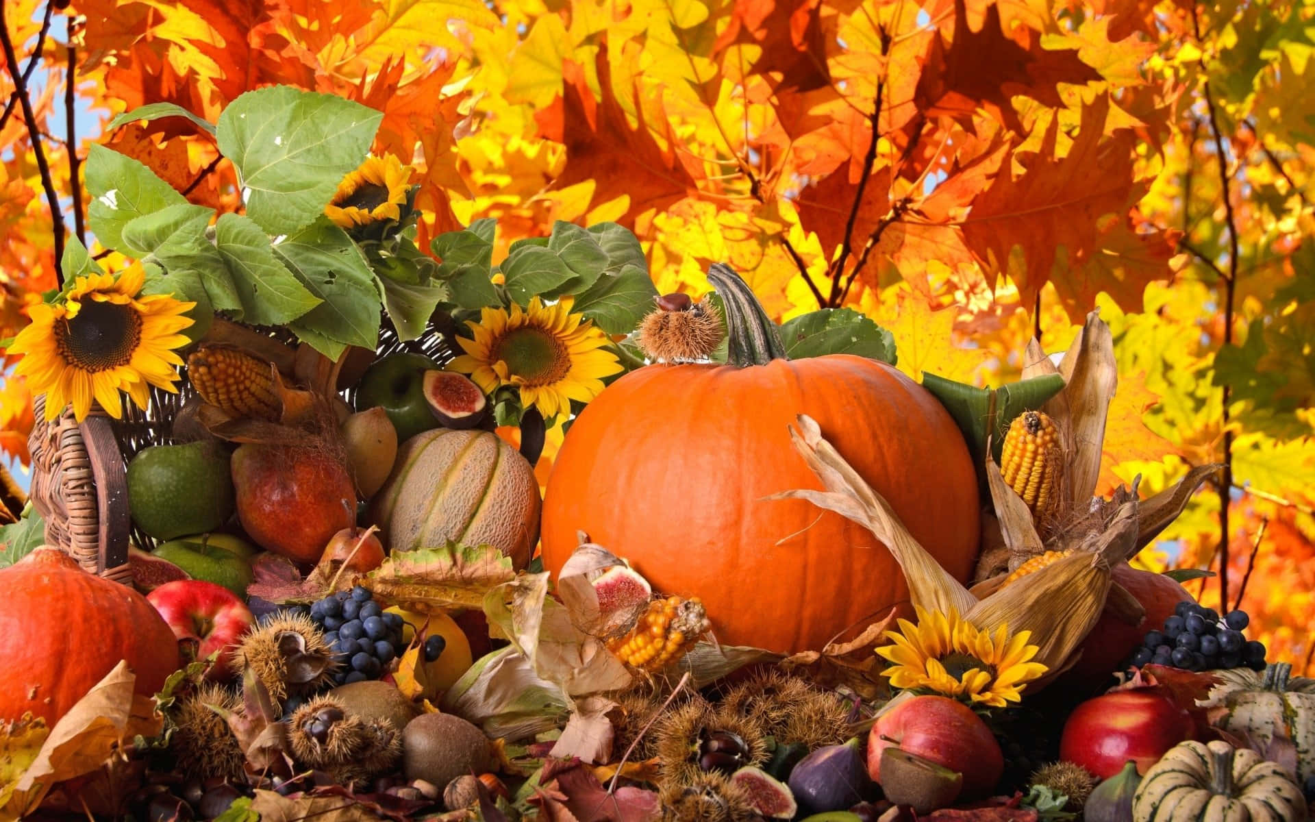 Beautiful Thanksgiving 桌布 壁紙 — 一個充滿活力的秋季收穫展示，以南瓜、向日葵和玉米為特色，周圍環繞著金色的楓葉。