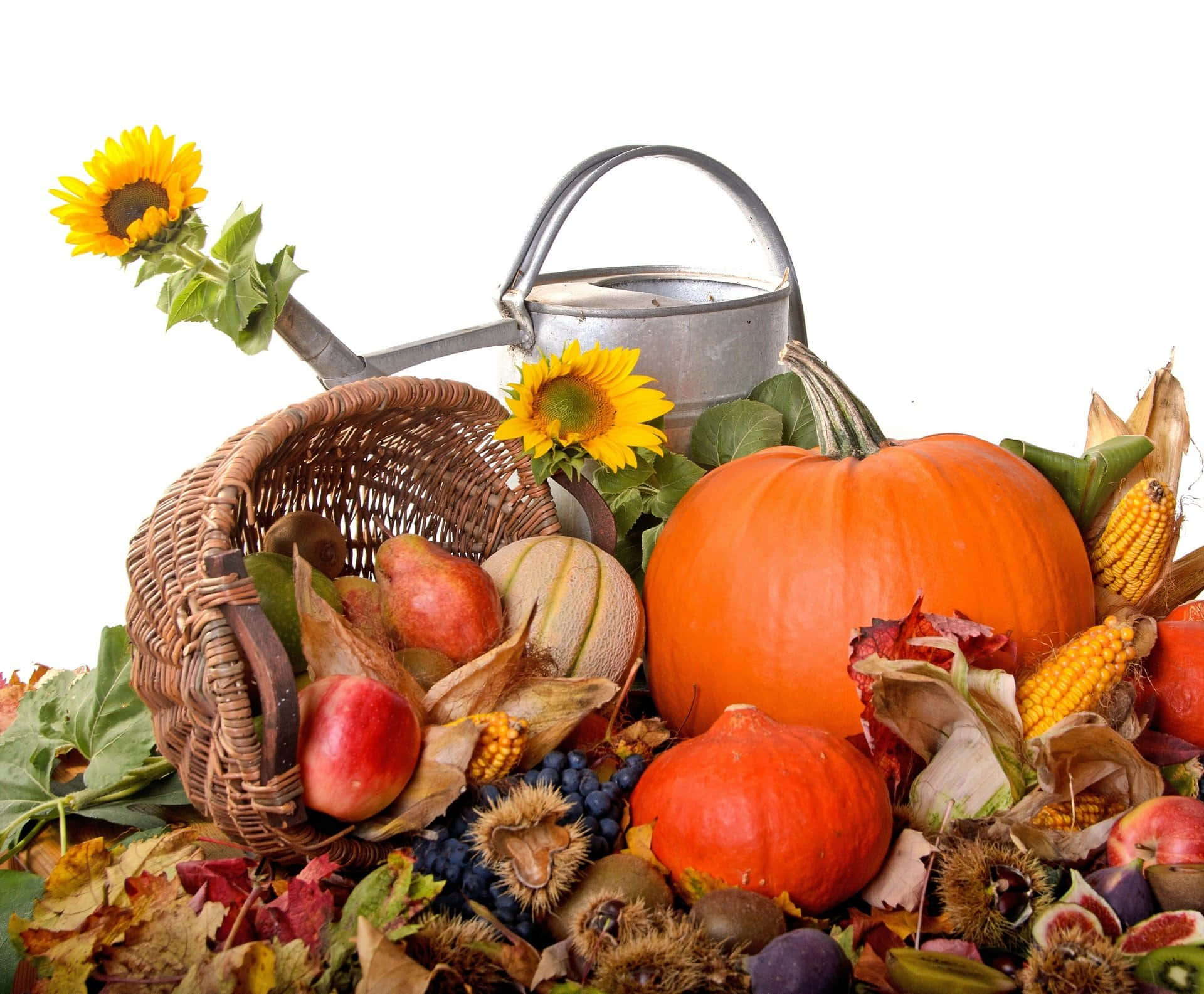 Autumn Bounty 桌布 壁紙 — 一個充滿活力的秋季豐收展示，以南瓜、玉米、向日葵和落葉圍繞著一個柳條籃和噴壺排列。