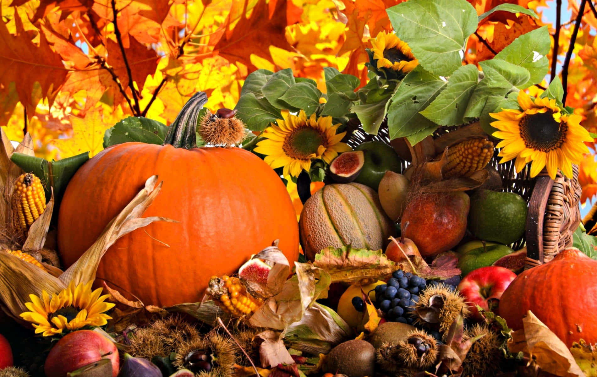 Fall Crafts 桌布 壁紙 — 一個充滿活力的秋季豐收展示，包含南瓜、向日葵、玉米和各種水果，點綴在金黃色的樹葉中。