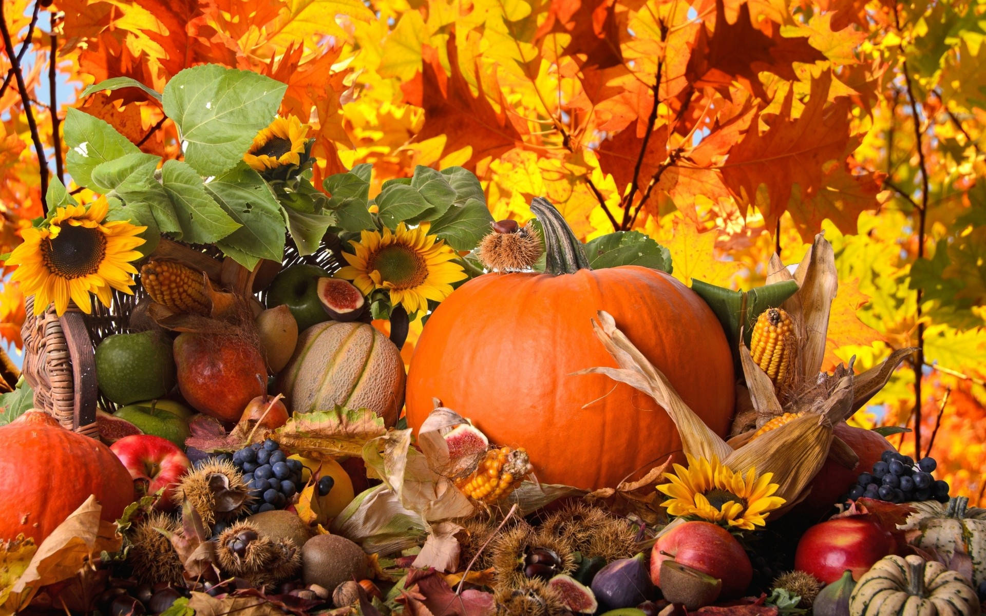 Thanksgiving Day 桌布 壁紙 — 一個充滿活力的秋季豐收展示，南瓜、向日葵和各種水果點綴在金黃色的楓葉之間。