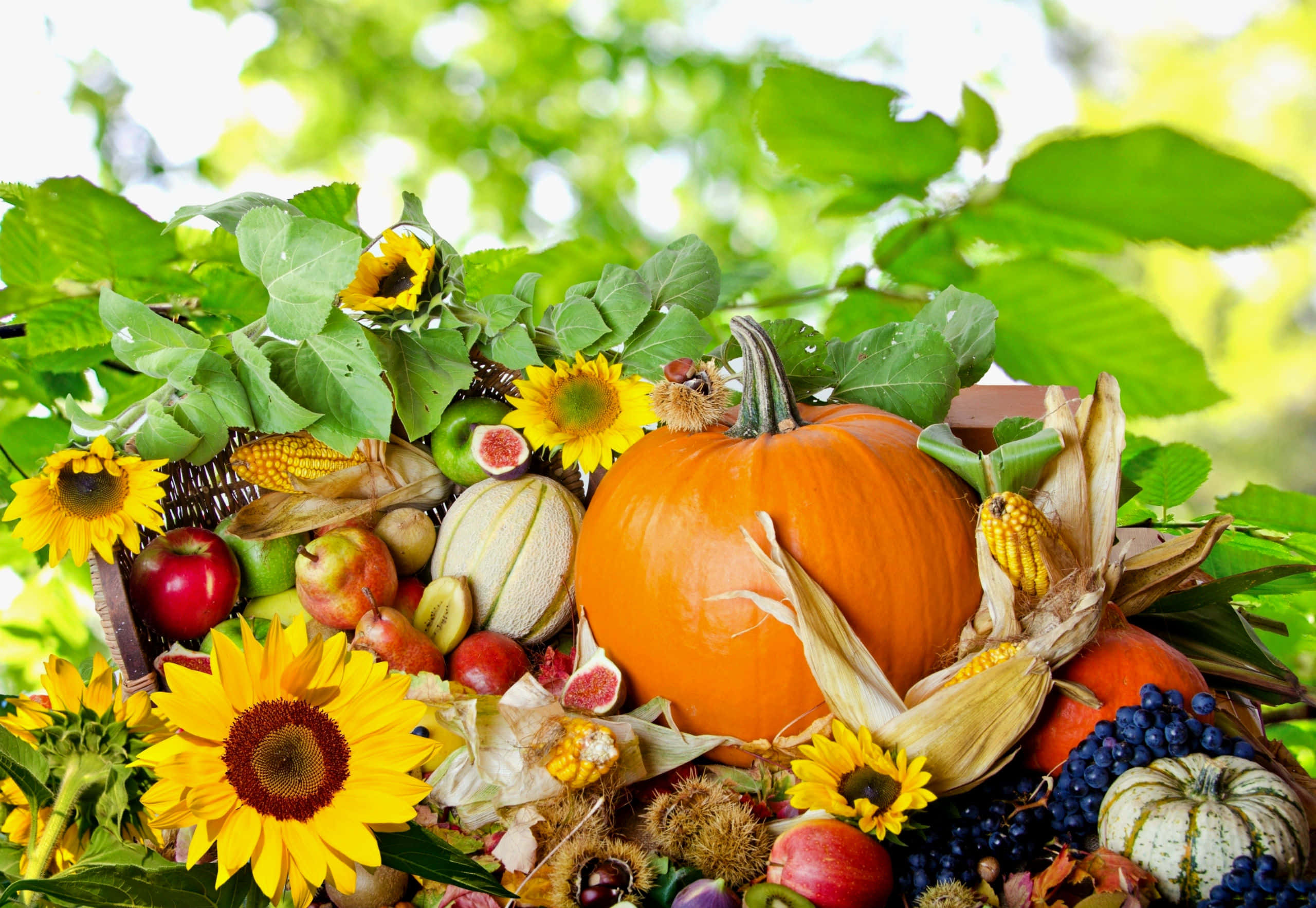 Beautiful Thanksgiving 桌布 壁紙 — 一個充滿活力的秋季豐收籃，在明亮的綠色樹葉下裝滿了南瓜、向日葵、蘋果和玉米。