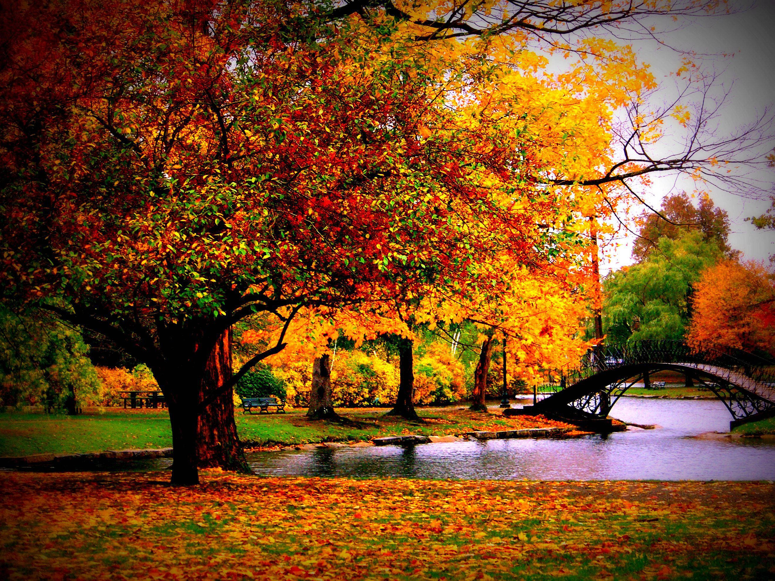 Autumn Season 桌布 壁紙 — 一個充滿活力的秋日公園場景，有一棵大樹，樹上長滿了火紅的橙色和黃色葉子，落葉鋪滿了地面，旁邊是一個寧靜的池塘，上面有一座優雅的拱橋。