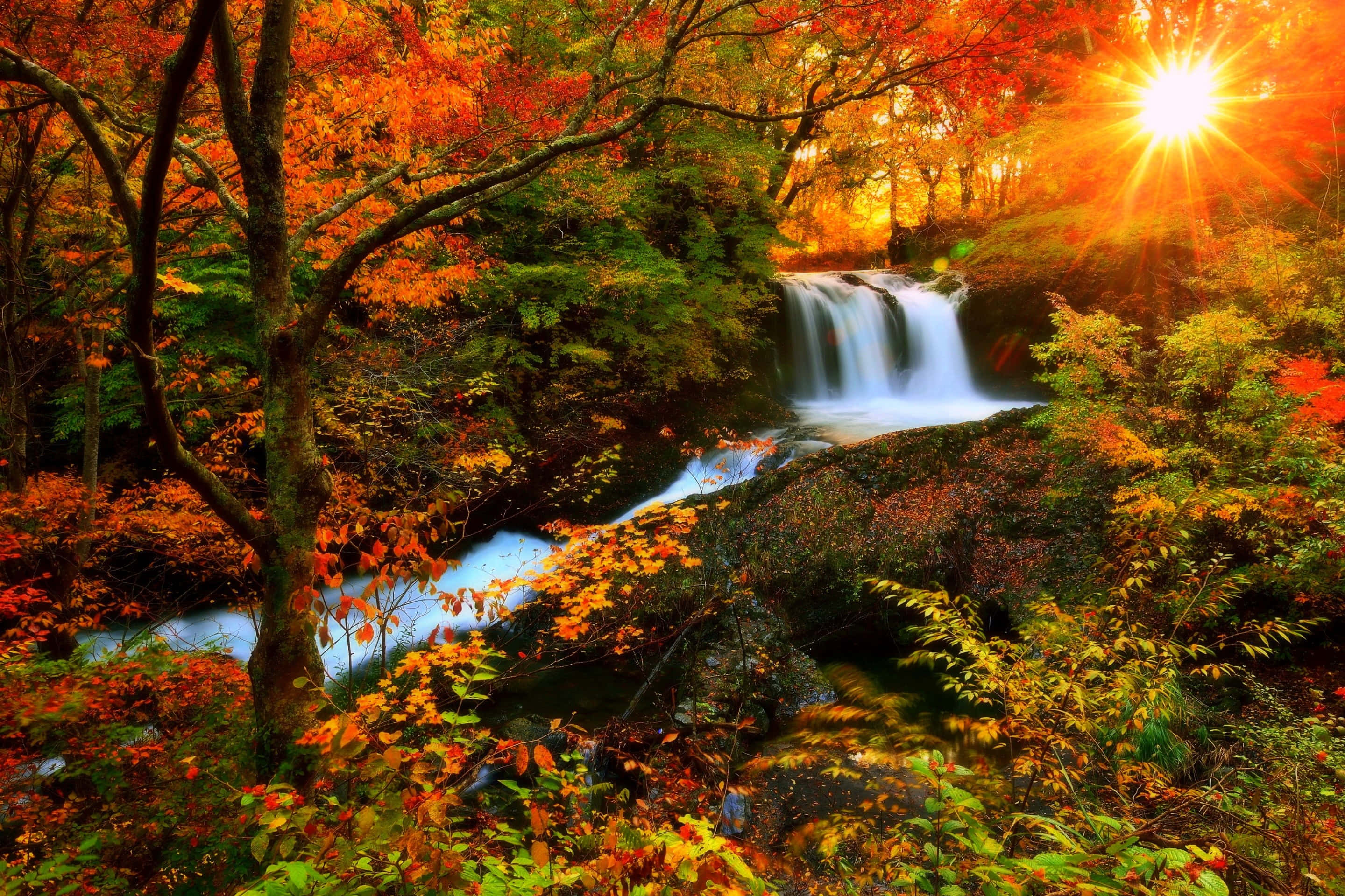 Autumn Season 桌布 壁紙 — 一個充滿活力的秋日森林瀑布，在熾熱的橙色和紅色樹葉中，在燦爛的陽光下閃耀。