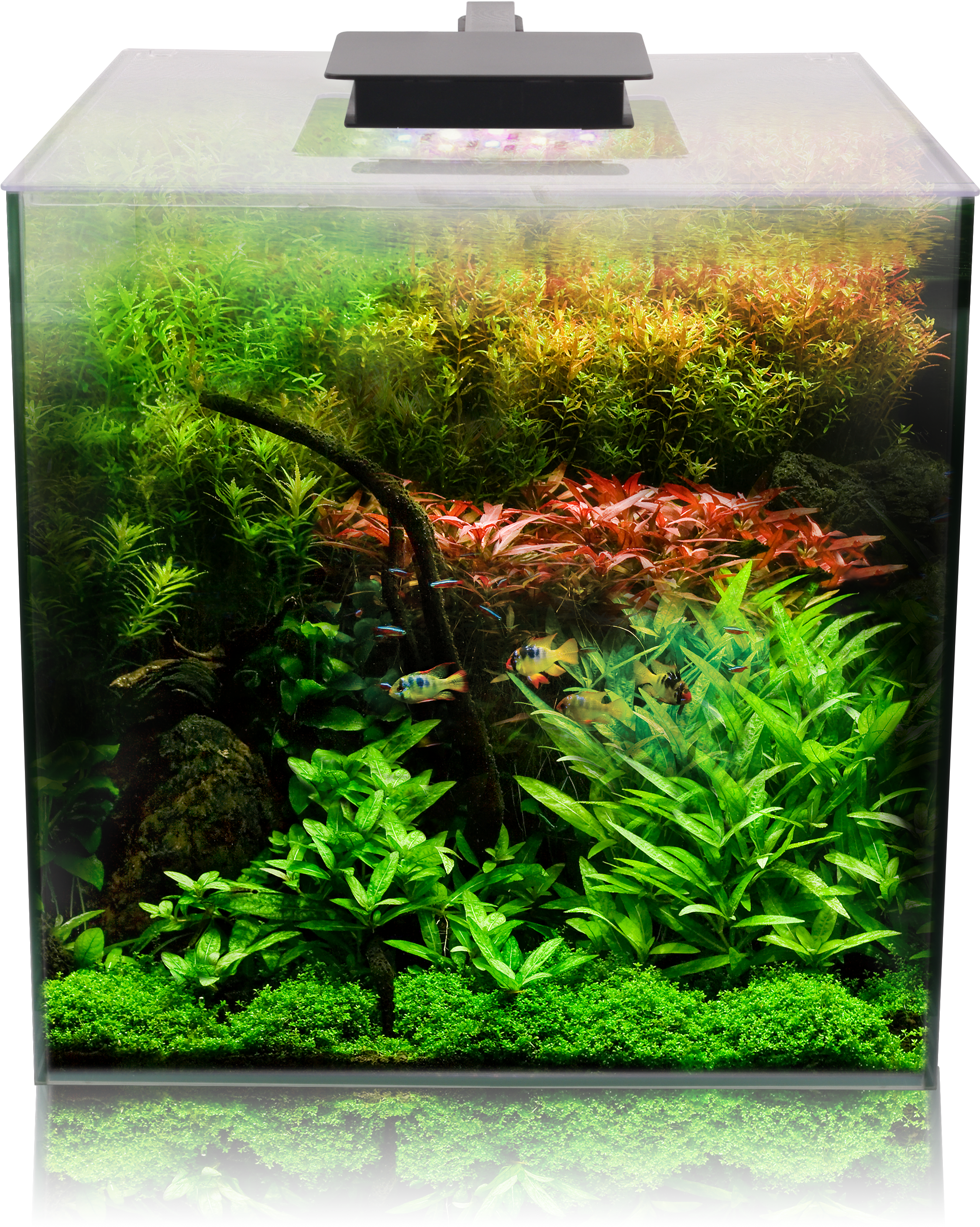 Aquarium 桌布 壁紙 — 一個充滿活力的種植水族箱，擁有茂密的綠色和紅色水生植物，以及在上方明亮燈光下游泳的小魚。