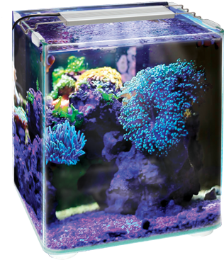 Aquarium 桌布 壁紙 — 一個充滿活力的立方體水族箱，在深色背景下，紫色岩石上佈滿發光的藍色和綠色珊瑚形成。