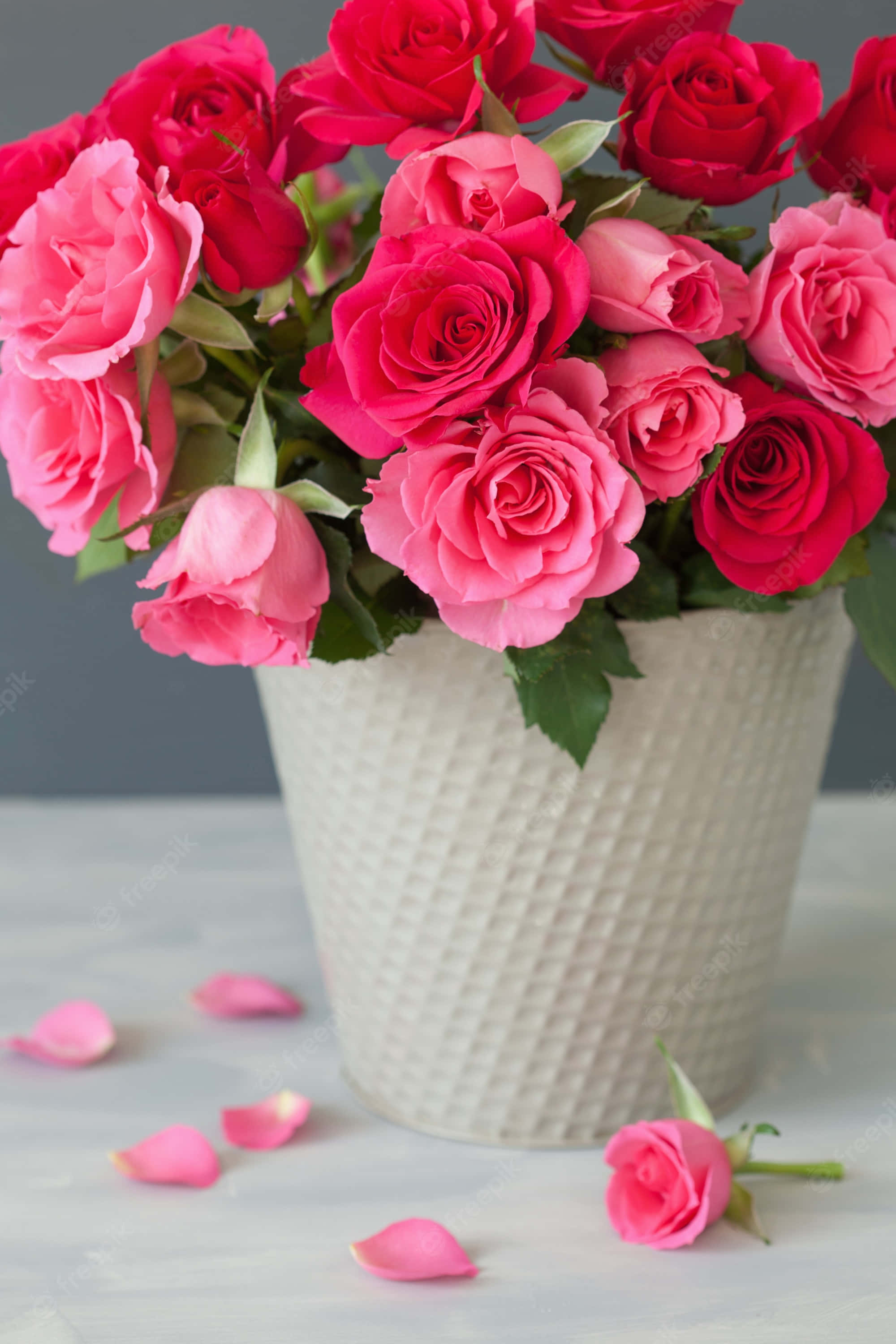 Rose Flower 桌布 壁紙 — 一個充滿活力的粉紅色和紅色玫瑰花束，放在一個有紋理的白色花瓶裡，花瓣散落在大理石表面上。