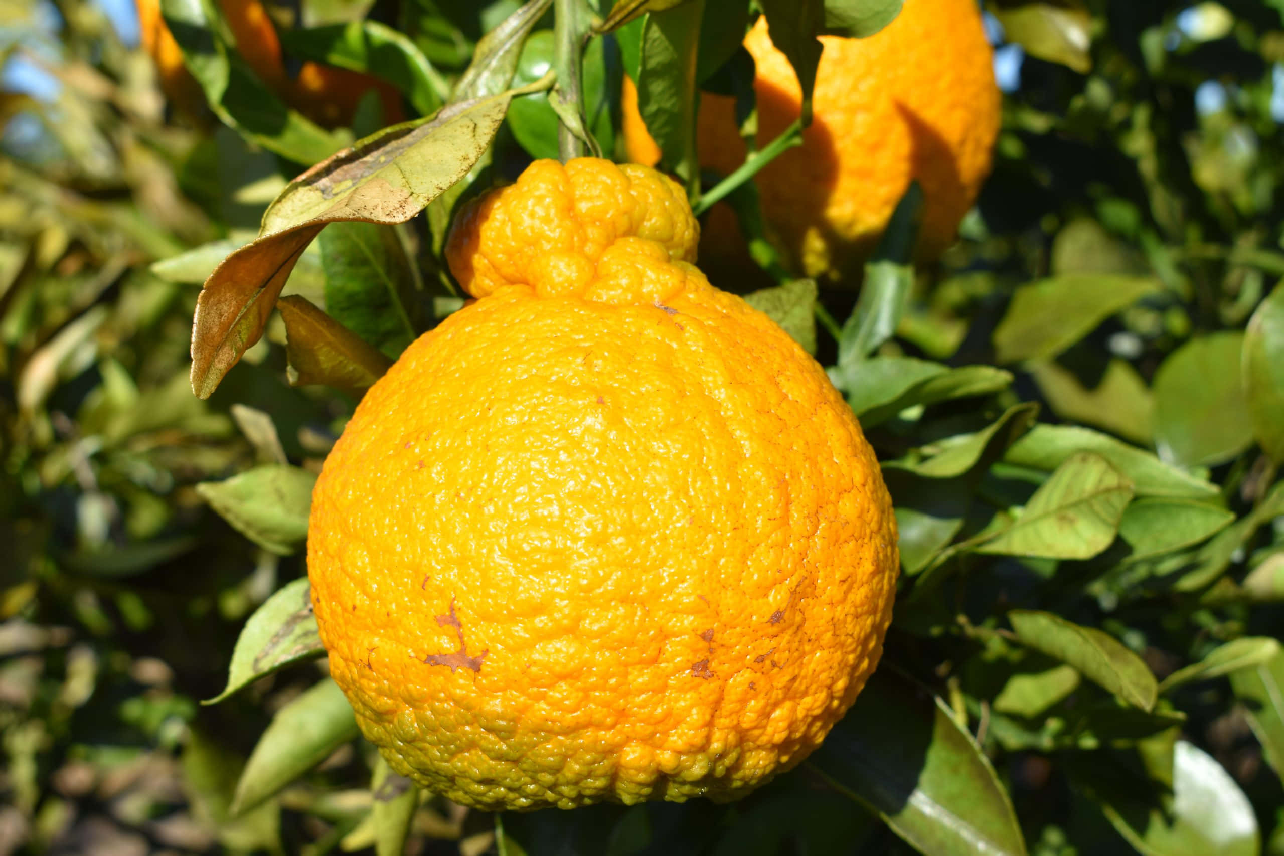 Fruits 桌布 壁紙 — 一個充滿活力的紋理橙子在陽光下成熟地掛在樹上，樹葉茂盛翠綠。