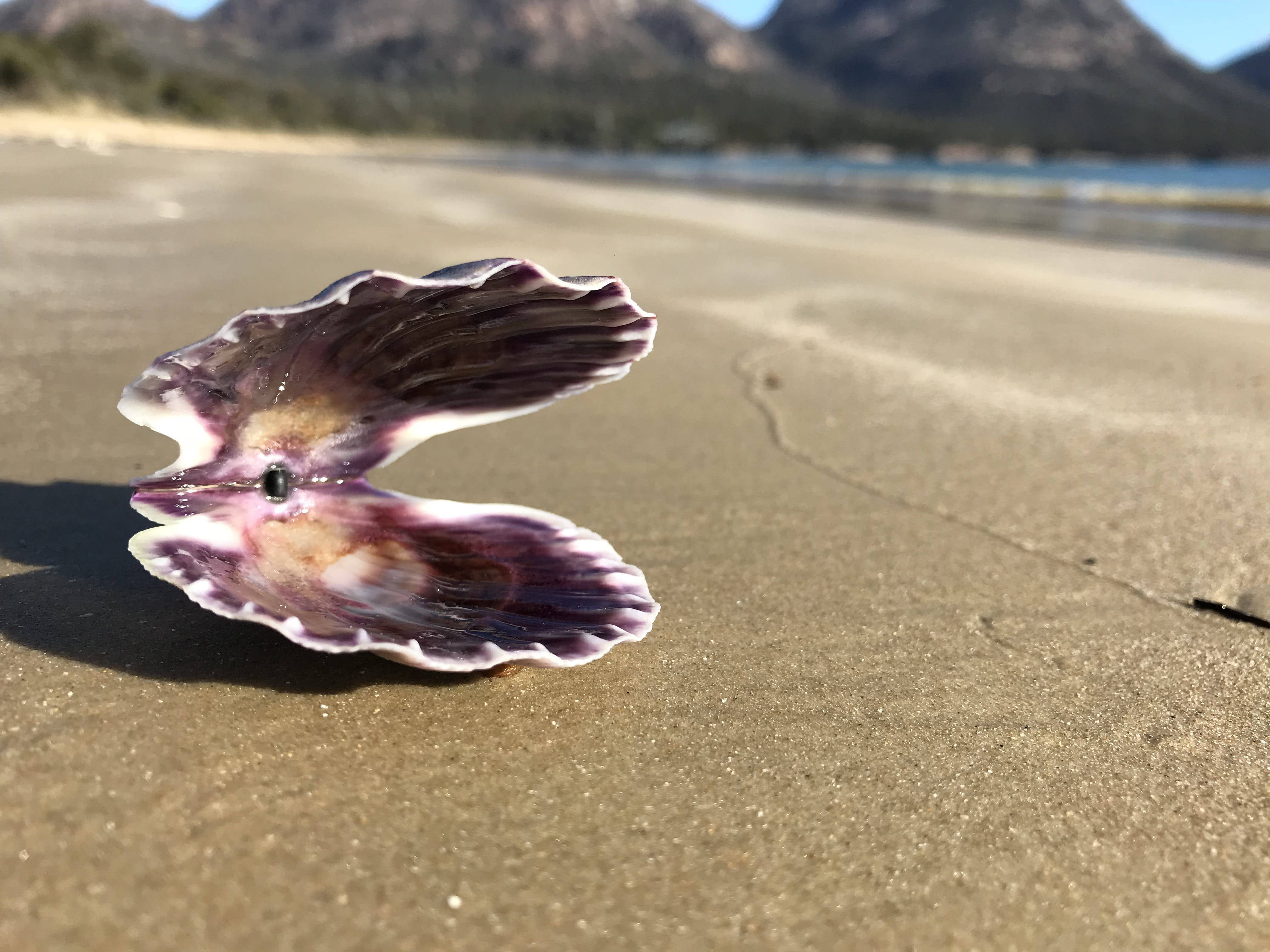 sand 桌布 壁紙 — 一個充滿活力的紫色扇貝貝殼放在濕沙上，背景是柔和的山脈和海洋。