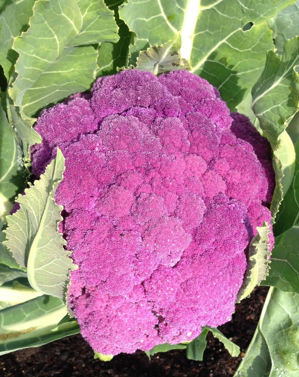 Purple Cauliflower 桌布 壁紙 — 一個充滿活力的紫色花椰菜，依偎在陽光普照的花園苗床中茂盛的綠葉之間。