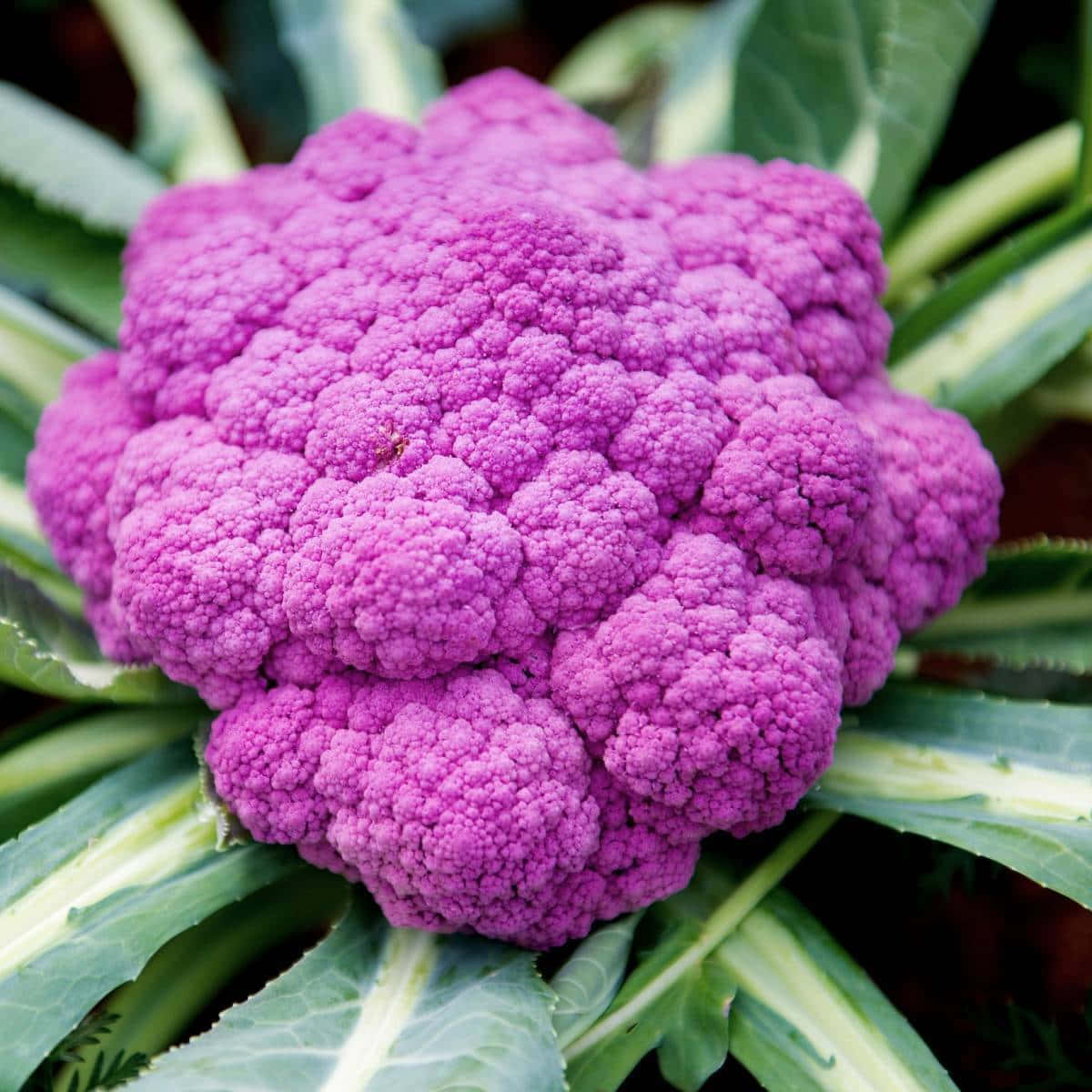 Purple Cauliflower 桌布 壁紙 — 一個充滿活力的紫色花椰菜，帶有紋理的小花，被綠葉環繞。