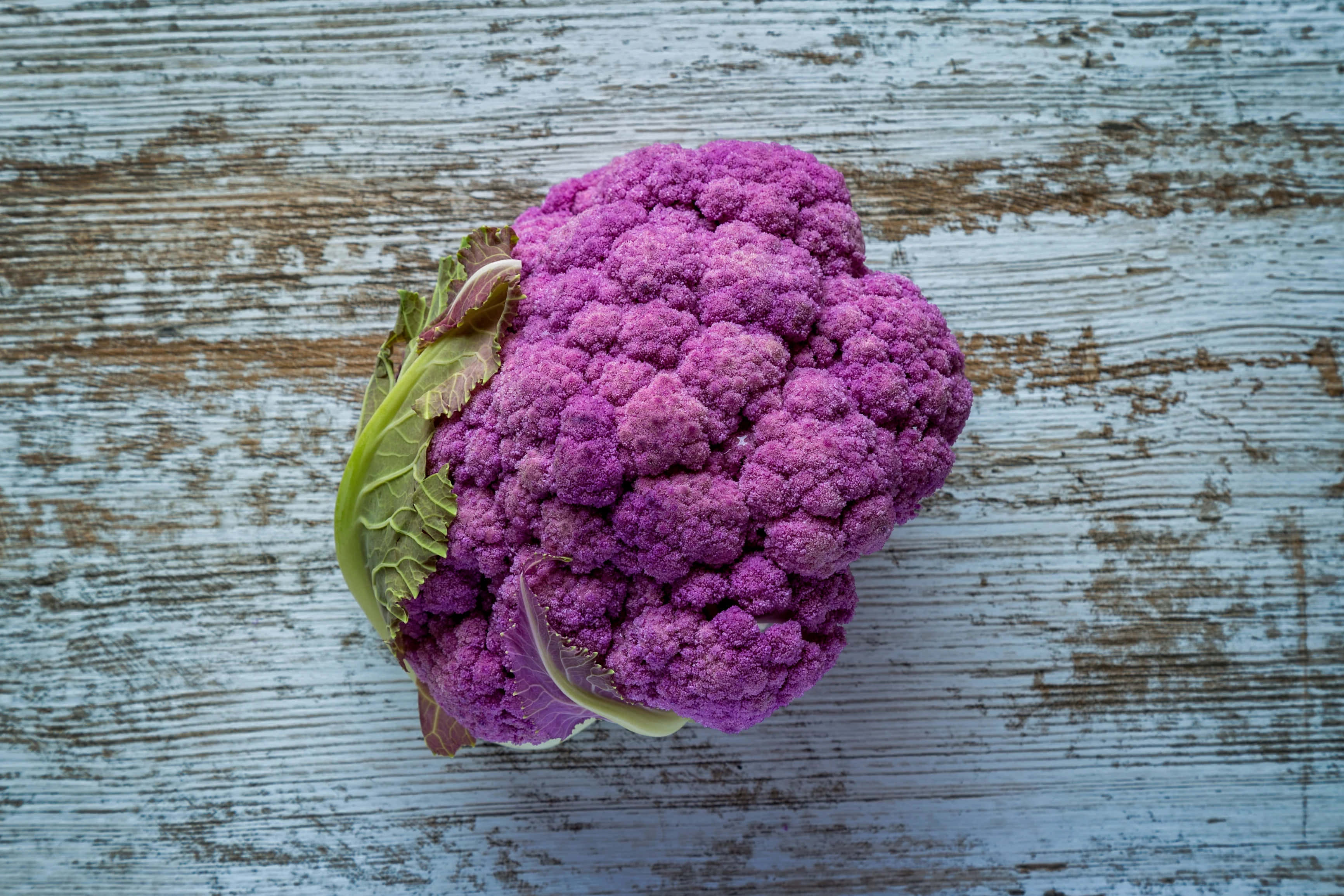 Purple Cauliflower 桌布 壁紙 — 一個充滿活力的紫色花椰菜放在一個風化的藍色木質表面上，木紋清晰可見，油漆剝落。
