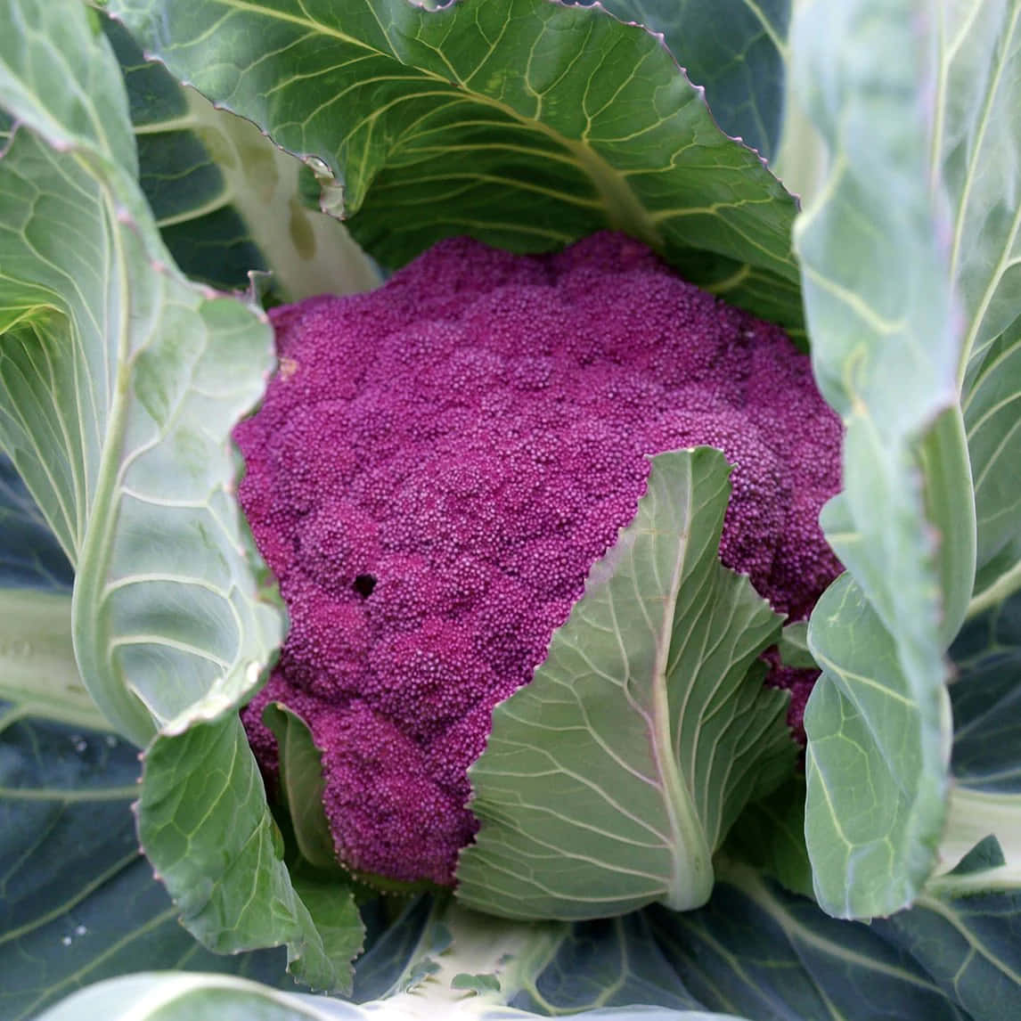 Purple Cauliflower 桌布 壁紙 — 一個充滿活力的紫色花椰菜近距離特寫，依偎在帶有明顯葉脈的大片綠葉之間。