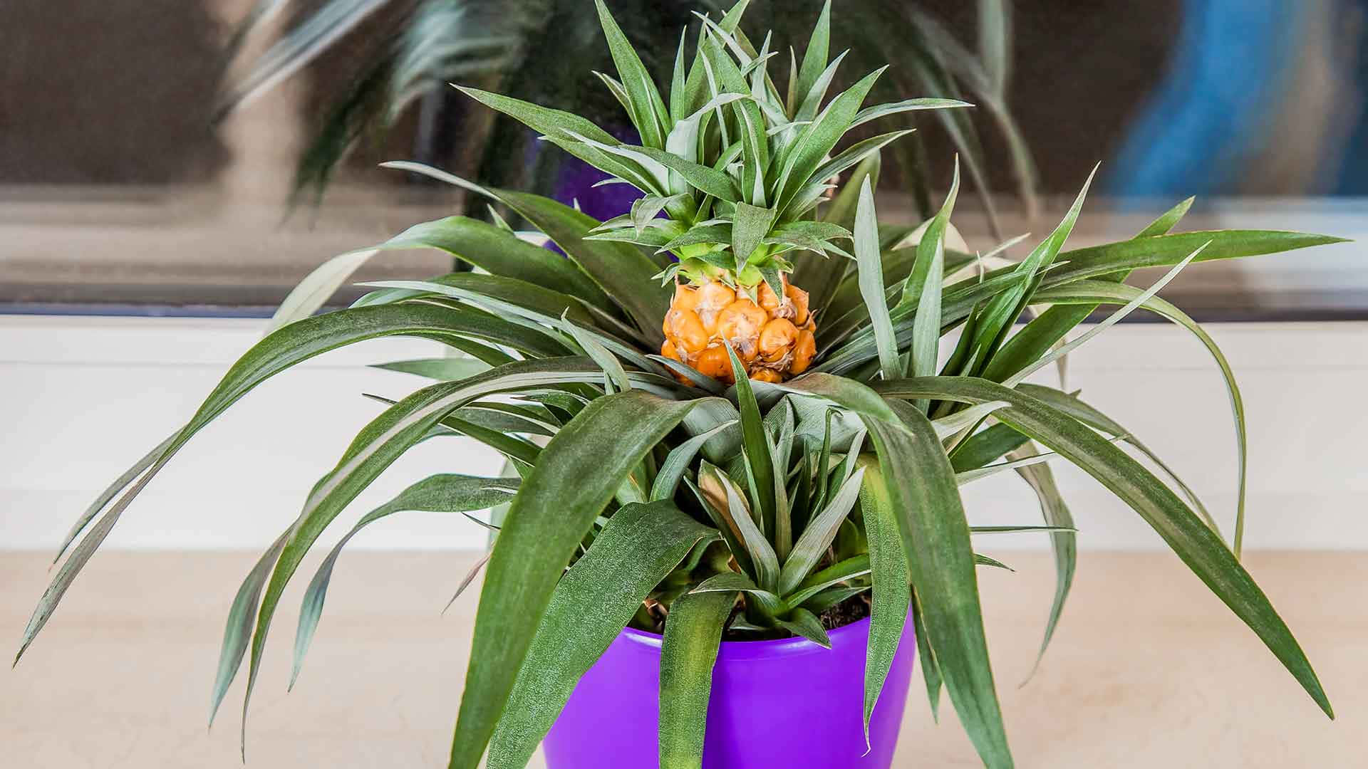 Pineapple 桌布 壁紙 — 一個充滿活力的紫色花盆裡種著一棵鳳梨植物，長滿茂盛的綠葉，中心長著一個細小的橙色鳳梨。