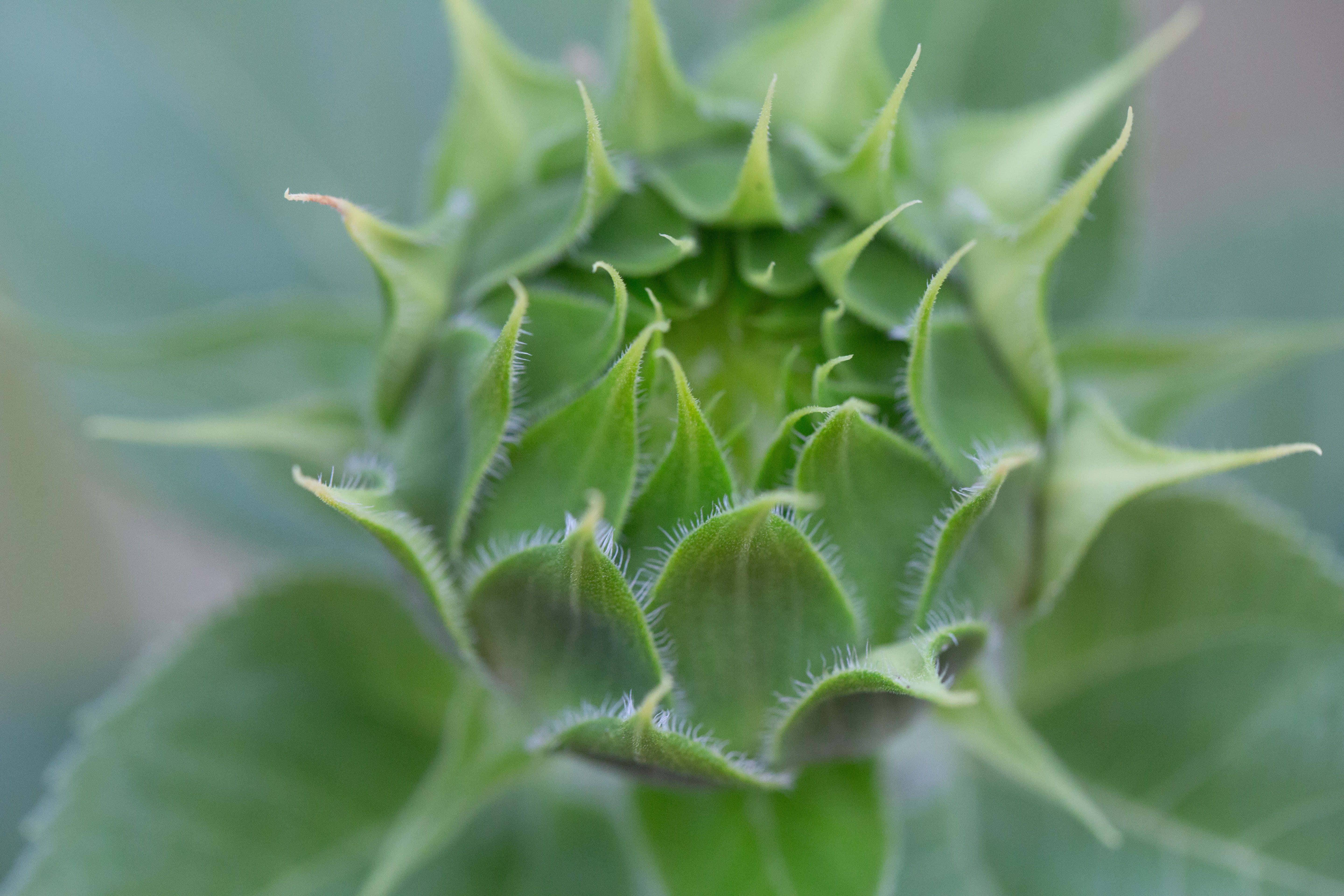 Green Flower 桌布 壁紙 — 一個充滿活力的綠色向日葵花蕾的特寫，邊緣模糊，葉子尖銳，背景柔和模糊。