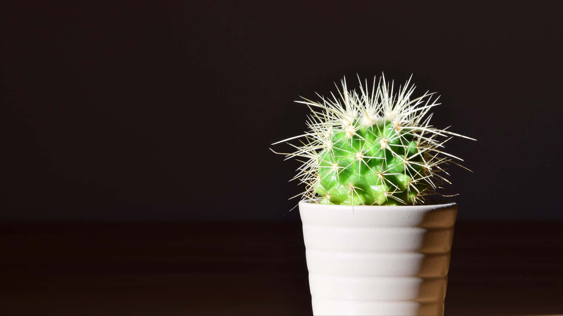 Cactus 桌布 壁紙 — 一個充滿活力的綠色多刺仙人掌，種在白色棱紋花盆中，在黑暗背景下以戲劇性燈光脫穎而出。