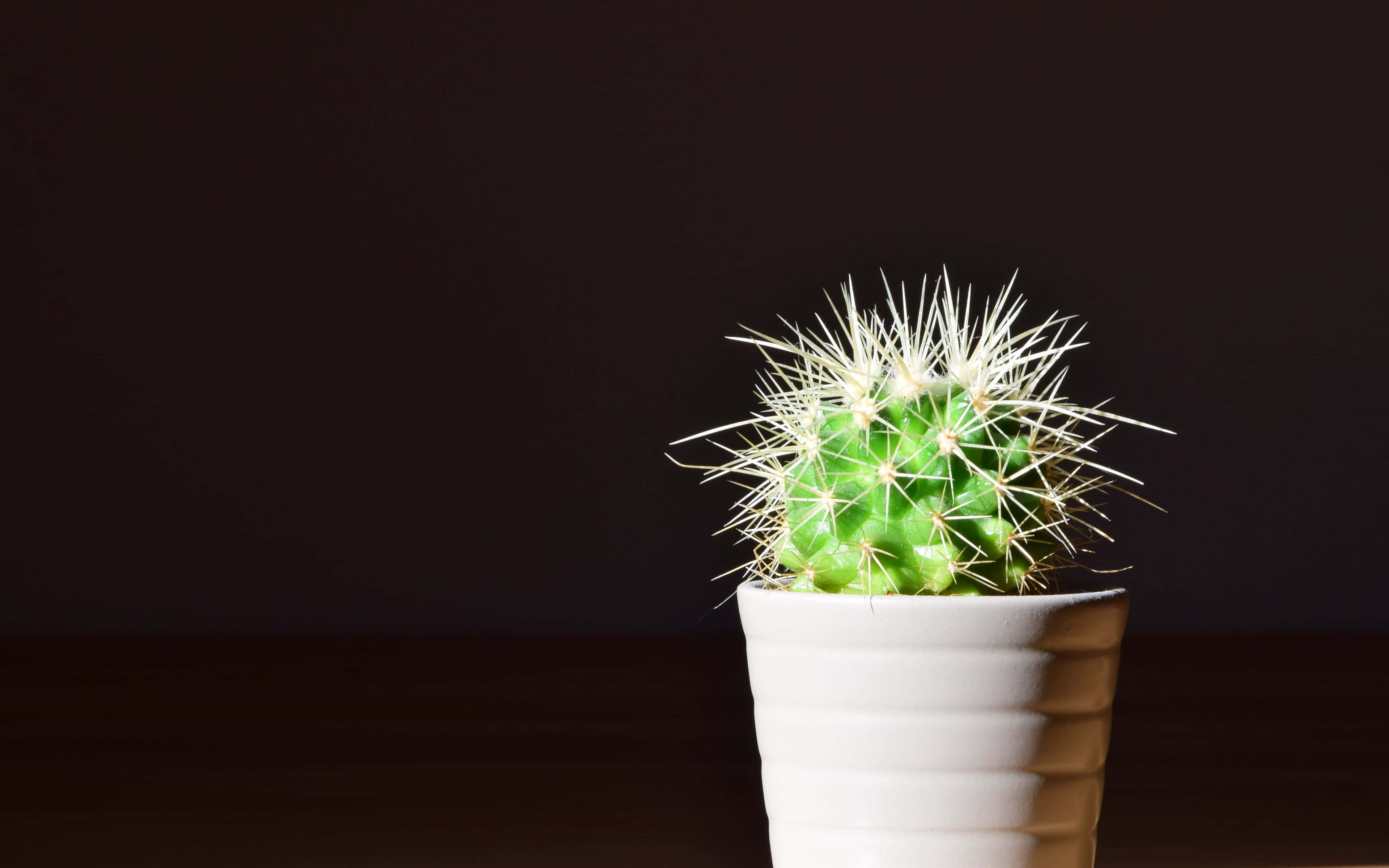 Cactus 桌布 壁紙 — 一個充滿活力的綠色多刺仙人掌，種在白色條紋花盆中，在黑暗背景下溫暖的光芒中閃耀。