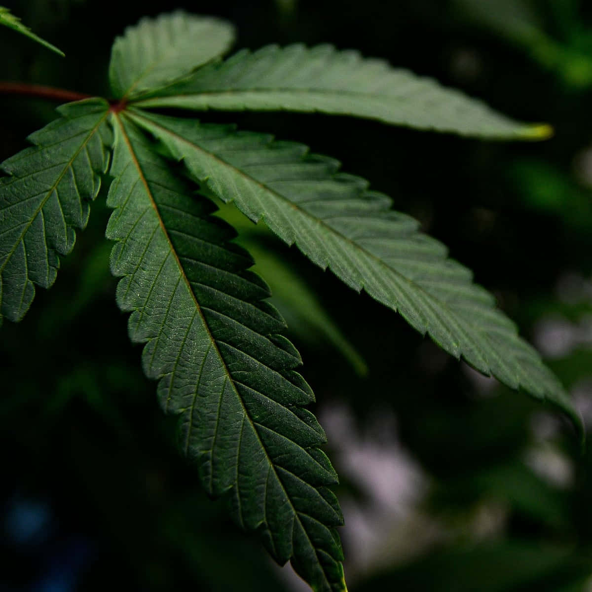 大麻 桌布 壁紙 — 一個充滿活力的綠色大麻葉特寫，邊緣呈鋸齒狀，葉脈清晰可見，背景為模糊的深色。