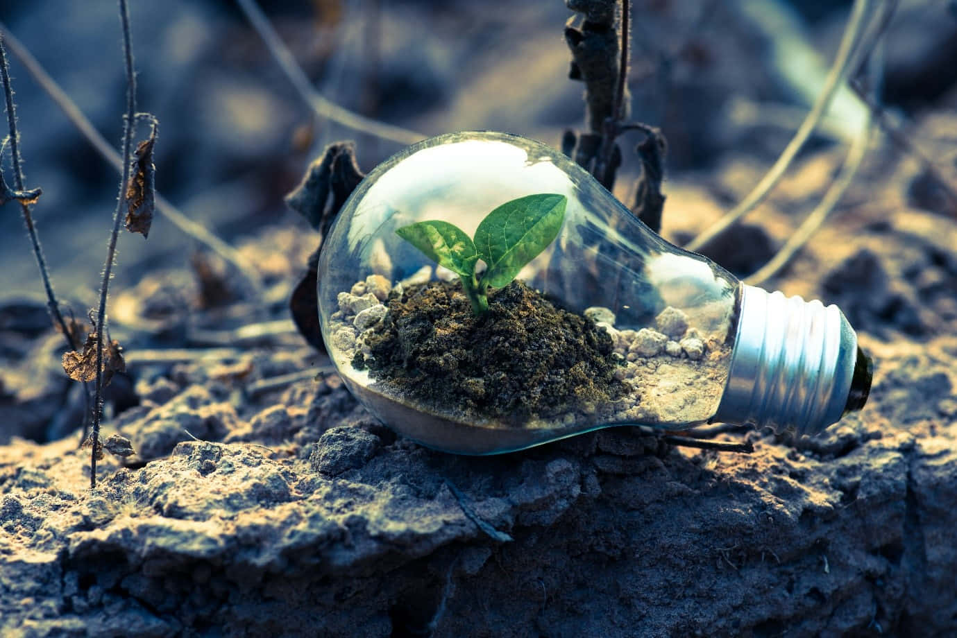 environment 桌布 壁紙 — 一個充滿活力的綠色嫩芽在一個放在龜裂土地上的透明玻璃燈泡內的土壤中生長。