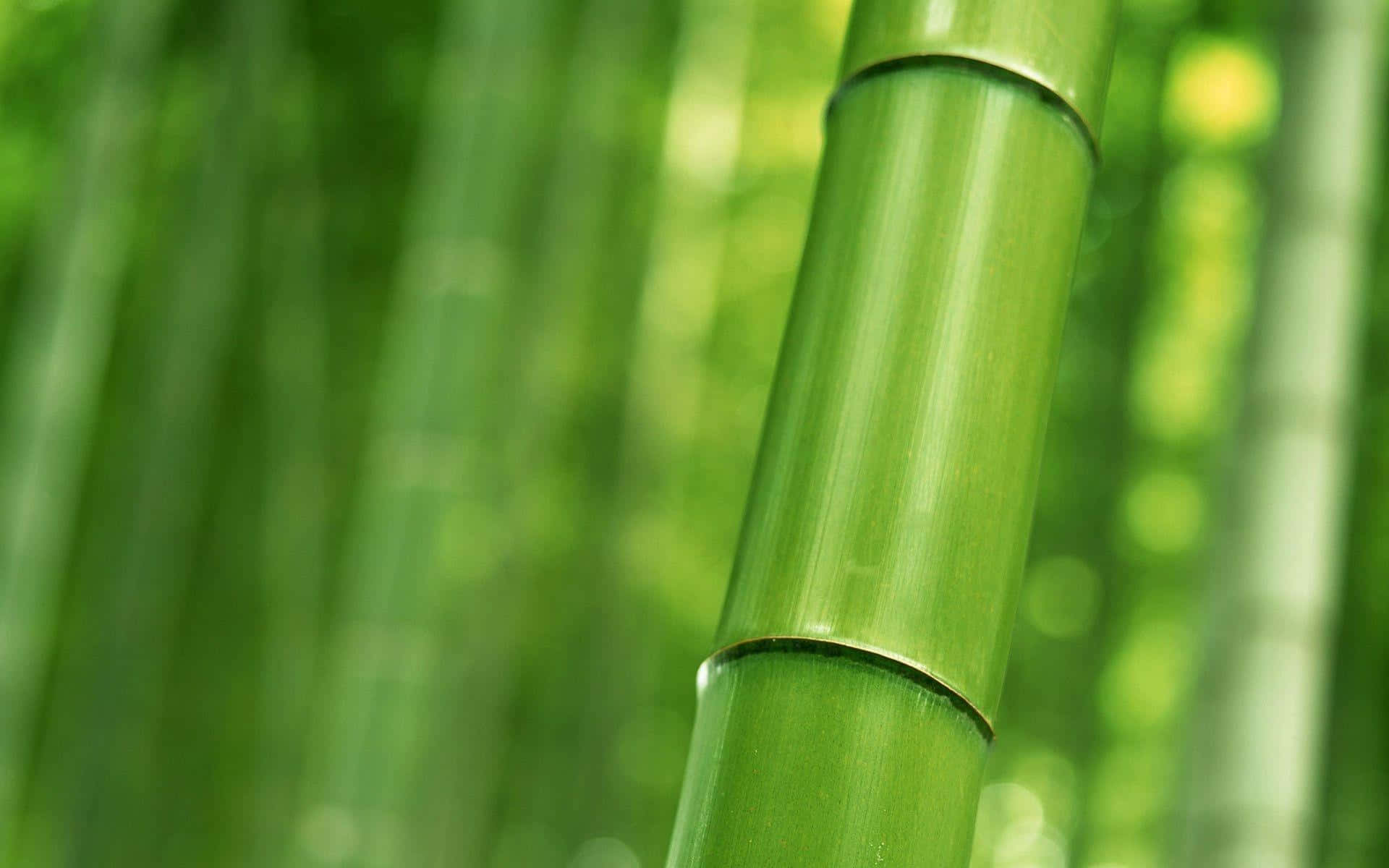 Bamboo Desktop 桌布 壁紙 — 一個充滿活力的綠色竹莖的特寫，具有光滑的節狀紋理，背景是柔和模糊的森林。