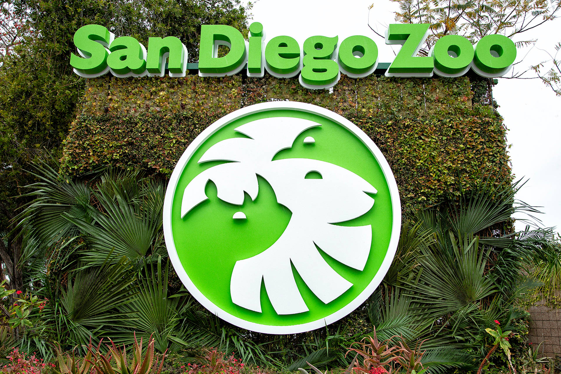  壁紙 — 一個充滿活力的綠色聖地牙哥動物園標誌，帶有白色獅子標誌，在茂密的熱帶植物和多雲的天空中脫穎而出。