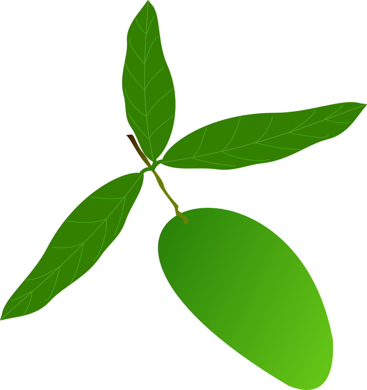 Mangoes 桌布 壁紙 — 一個充滿活力的綠色芒果，莖上帶有三片葉子，襯托在純黑色背景上。