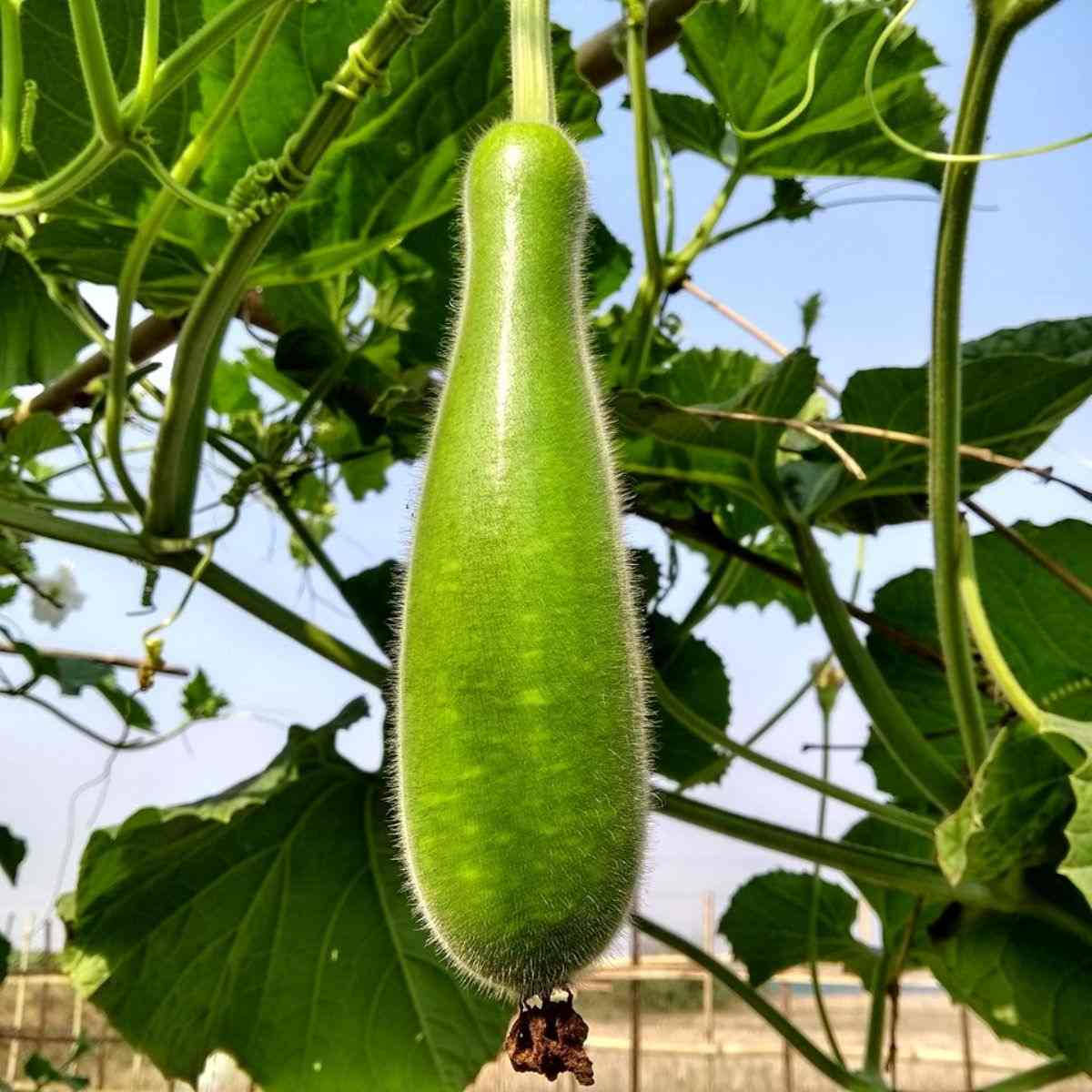 Garden 桌布 壁紙 — 一個充滿活力的綠色葫蘆掛在藤蔓上，葉子茂盛，背景是明亮的藍天。