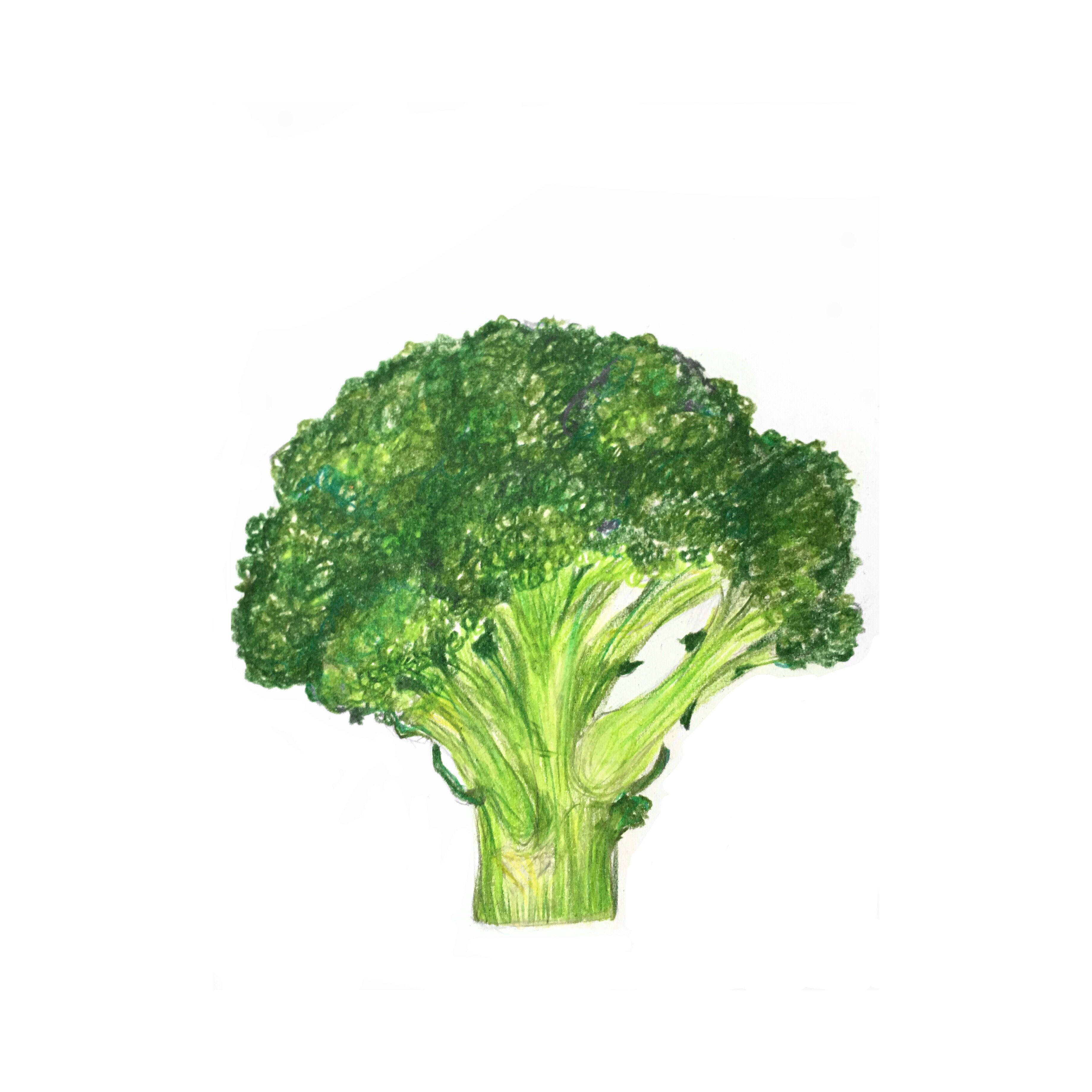 花椰菜 桌布 壁紙 — 一個充滿活力的綠色青花菜小朵，以帶紋理的水彩風格繪製在純白背景上。