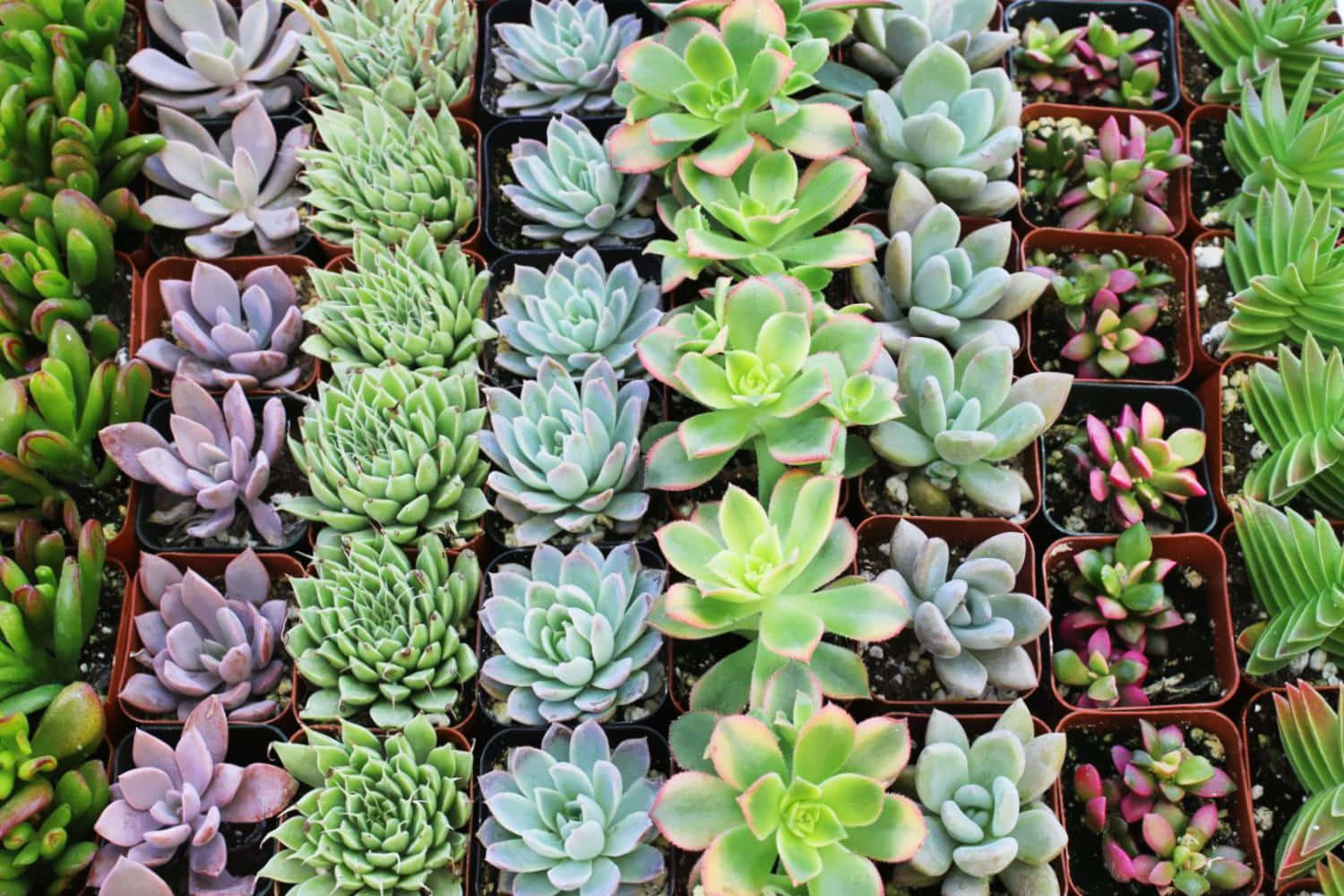 succulent 桌布 壁紙 — 一個充滿活力的網格，展示各種多肉植物在陶盆中，呈現多樣的葉形和柔和色調。