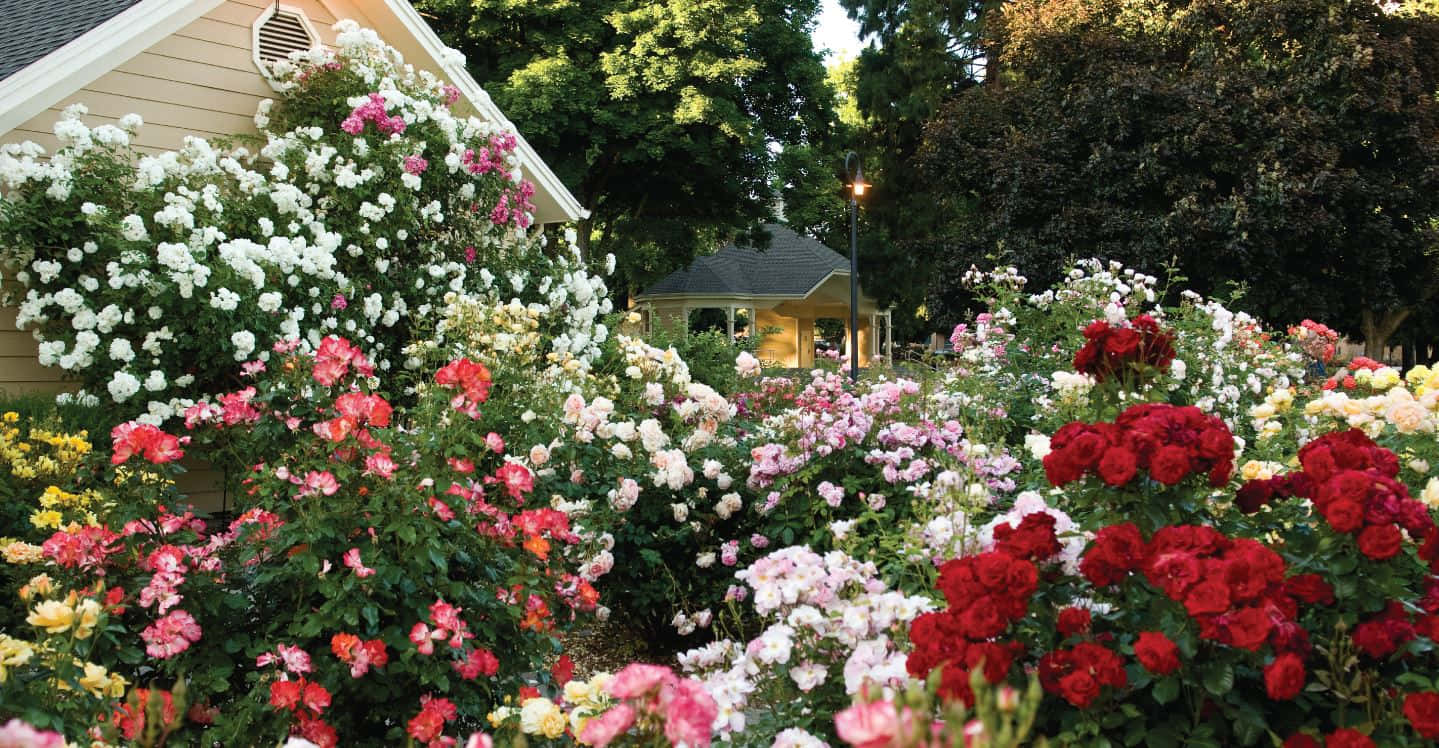 Cottage Garden 桌布 壁紙 — 一個充滿活力的花園，在明亮的日光下，紅、粉紅、白色的玫瑰攀爬著房子並環繞著涼亭。