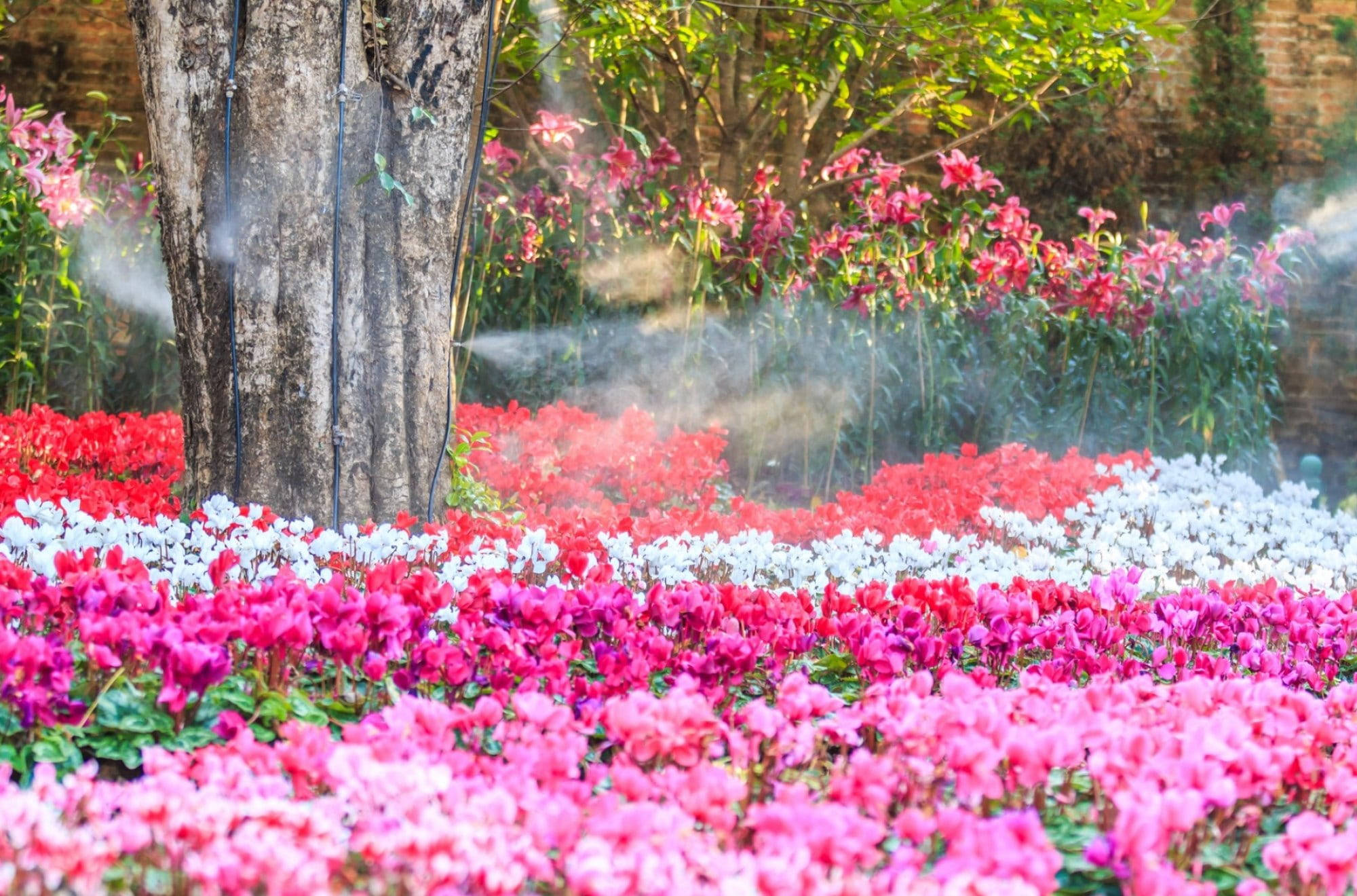 仙客來 桌布 壁紙 — 一個充滿活力的花園，粉紅色、紅色和白色的仙客來盛開，薄霧輕輕噴灑在樹幹周圍。