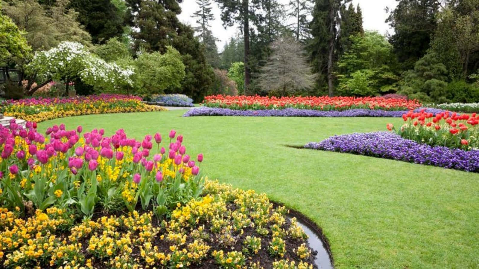 風景 桌布 壁紙 — 一個充滿活力的花園，粉紅色、黃色和紫色鬱金香的彎曲花壇環繞著一片茂密的綠色草坪，天空多雲。