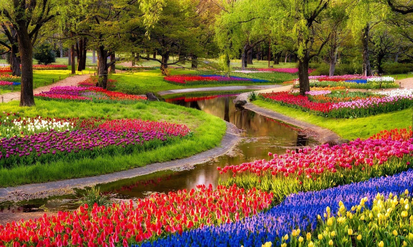 Beautiful Spring 桌布 壁紙 — 一個充滿活力的花園，色彩繽紛的鬱金香和風信子沿著蜿蜒的小溪在明亮的綠樹下排列成優美的曲線。