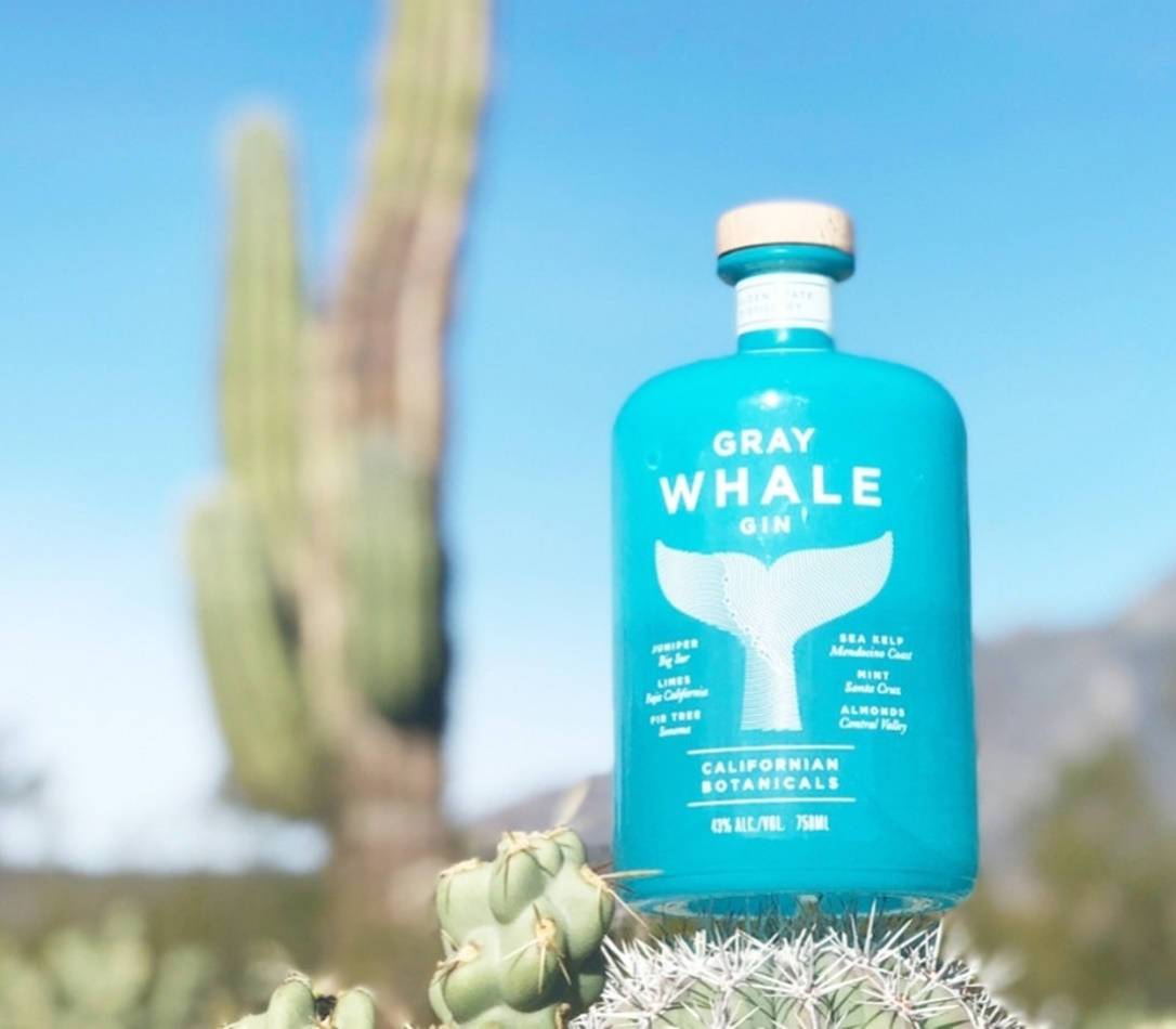 Gin 桌布 壁紙 — 一個充滿活力的藍綠色Gray Whale Gin酒瓶放在帶刺的仙人掌上，背景是清晰藍天和柔焦的薩瓜羅仙人掌。