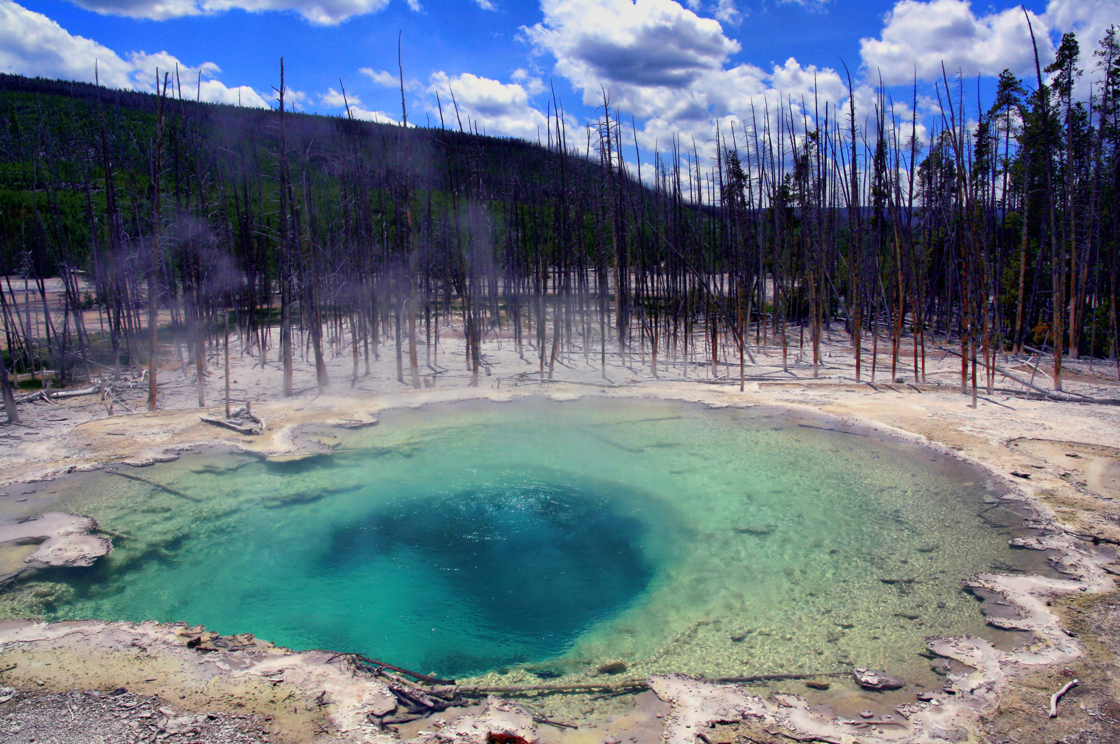 Yellowstone 桌布 壁紙 — 一個充滿活力的藍綠色溫泉在枯樹間冒著蒸氣，上方是晴朗的藍天和蓬鬆的白雲。