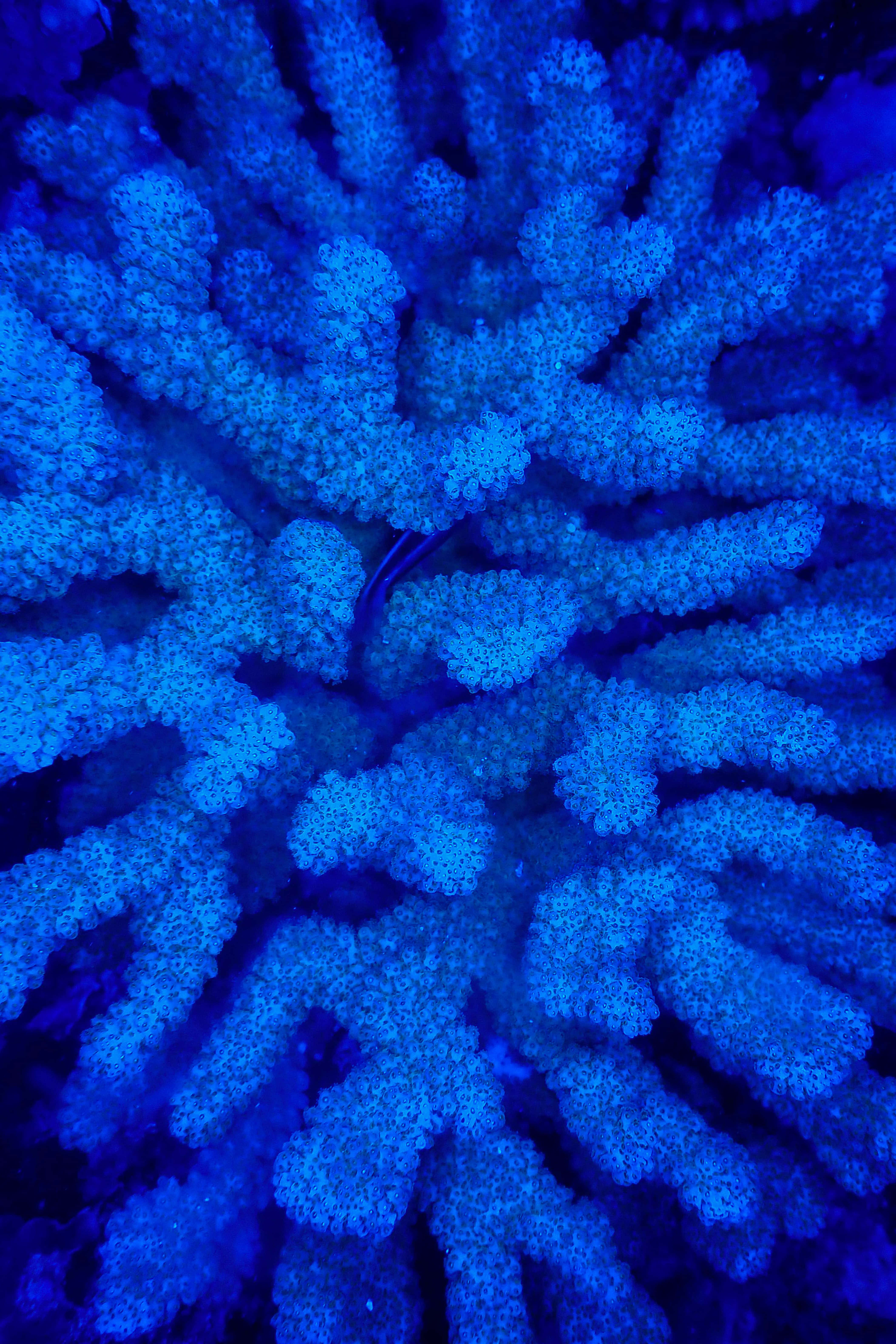 Blue Pattern 桌布 壁紙 — 一個充滿活力的藍色珊瑚礁的特寫，帶有複雜的分支圖案，在水下光線下發光。