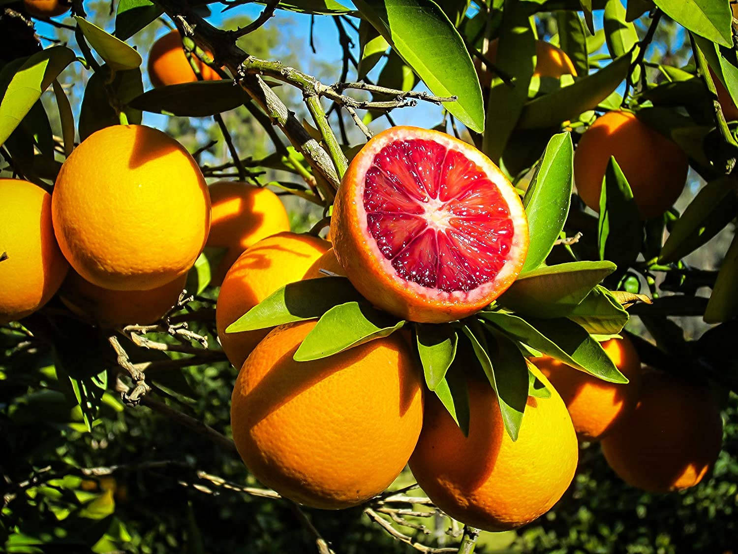 Fruit 桌布 壁紙 — 一個充滿活力的血橙在樹上切開，露出深紅色的果肉，襯托著茂密的綠葉和明亮的陽光。