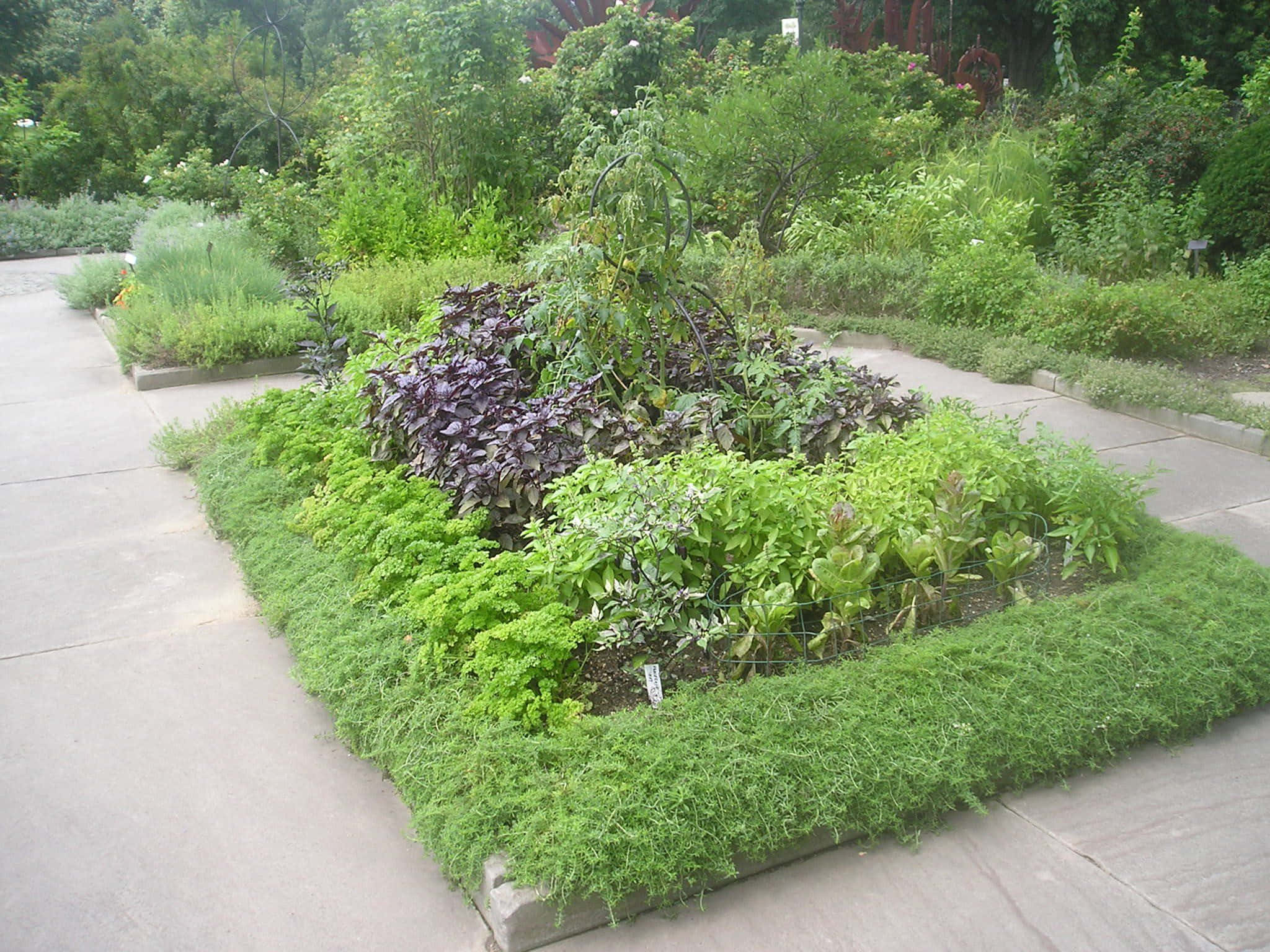 Herb Garden 桌布 壁紙 — 一個充滿活力的長方形花壇，長滿茂盛的綠色和紫色葉子，由混凝土小徑環繞，並被茂密的樹木包圍。