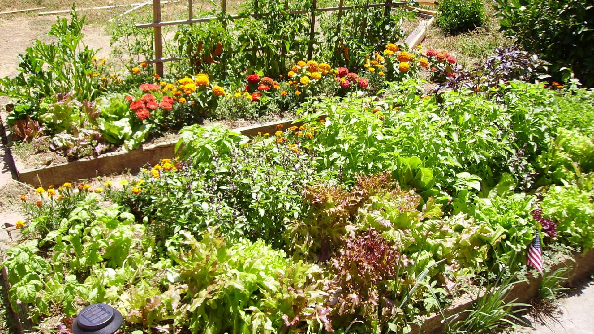 Gardening 桌布 壁紙 — 一個充滿活力的陽光花園，高架花床種滿了綠葉蔬菜和色彩繽紛的金盞花，在晴朗的天空下。