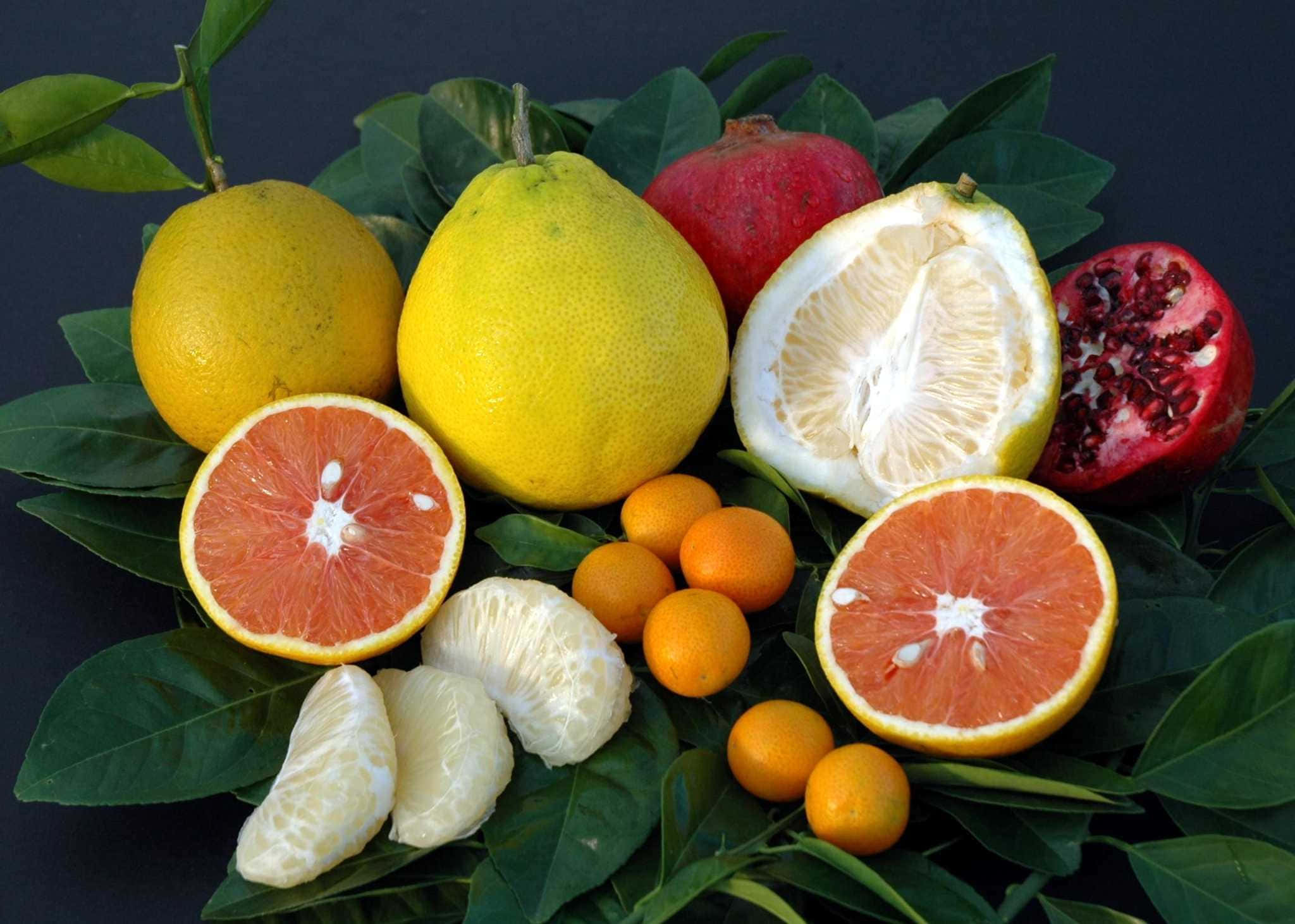 Winter Fruits 桌布 壁紙 — 一個充滿活力的靜物畫，包含各種柑橘類水果，包括西柚、柚子、石榴和金桔，排列在茂密的綠葉上，背景為深色。