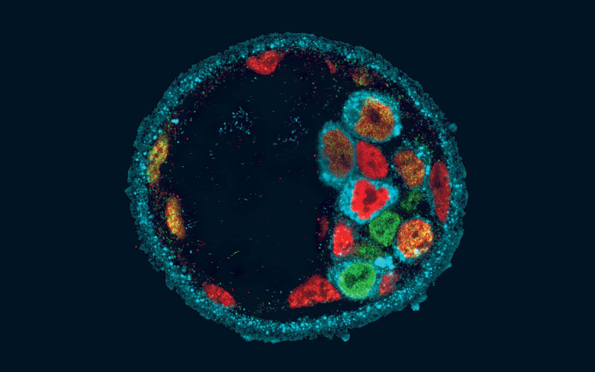 biology 桌布 壁紙 — 一個充滿活力的顯微鏡細胞圖像，在深藍綠色背景上帶有發光的紅橙色和綠色胞器。