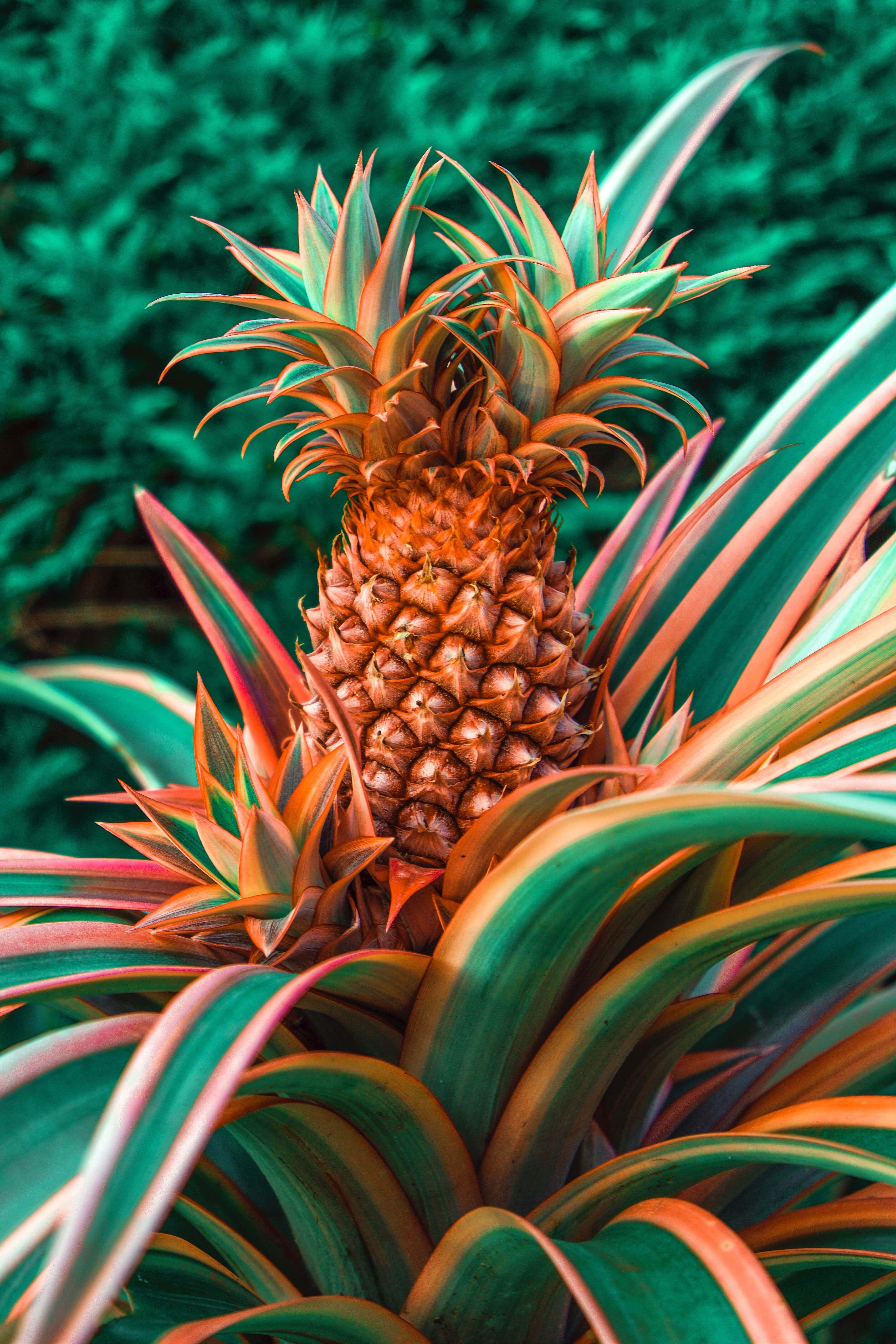 Pineapple 桌布 壁紙 — 一個充滿活力的鳳梨，帶有橙色和綠色的葉子，在茂密的熱帶背景下脫穎而出。
