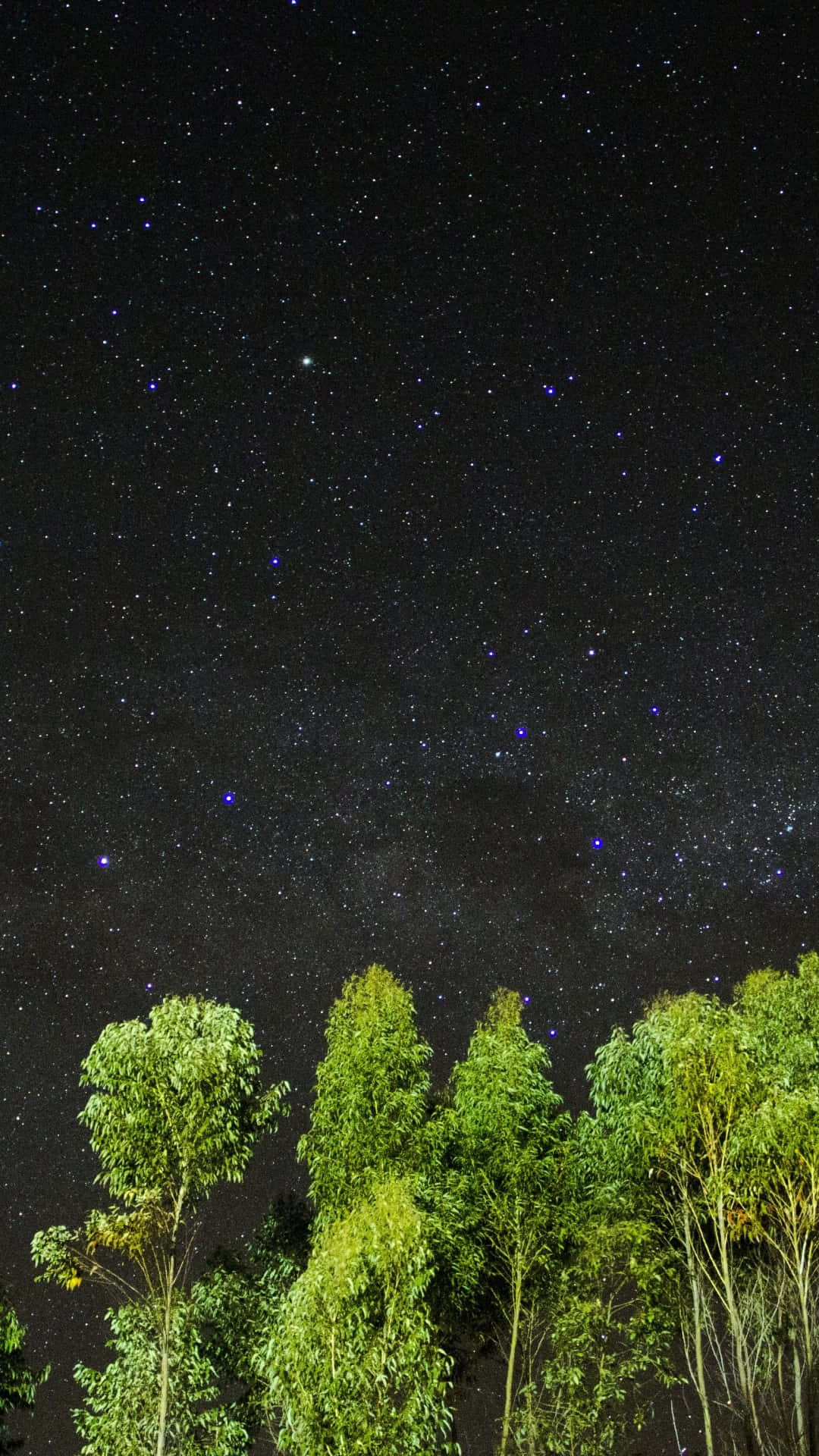 夜空 桌布 壁紙 — 一個充滿無數閃爍星星的星空夜空，拱形覆蓋在茂密翠綠樹木的濃密樹冠之上。