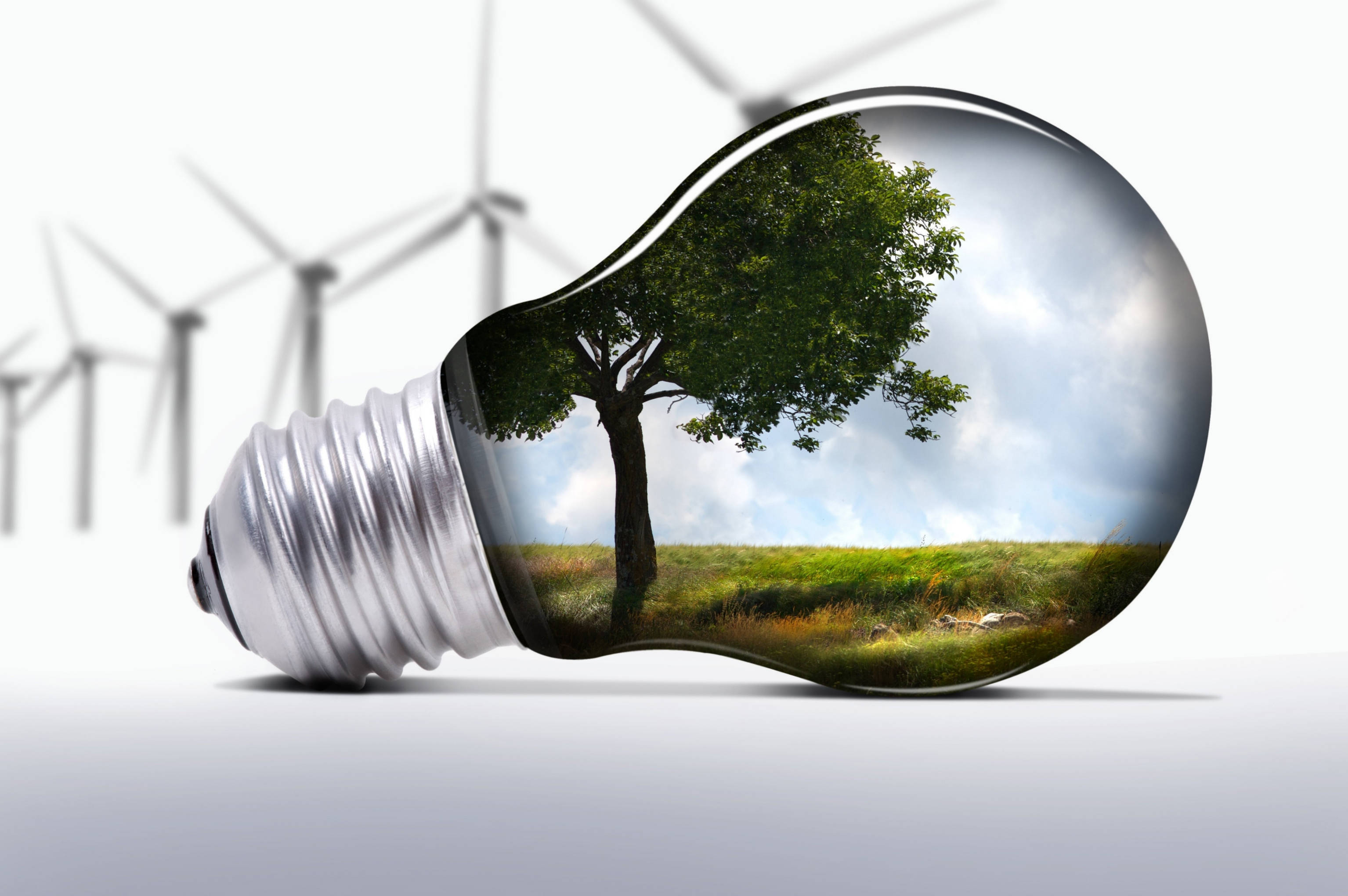 樹木 桌布 壁紙 — 一個充滿翠綠樹木的燈泡，背景是藍天和風力發電機。