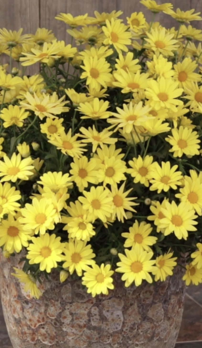 花 桌布 壁紙 — 一個充滿鮮黃色雛菊的花盆，背景是質樸的木質背景。