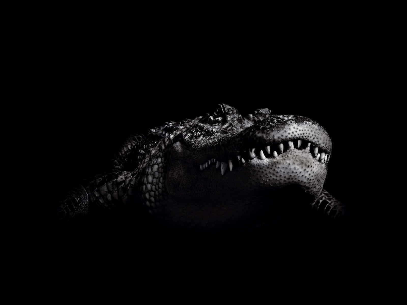 Alligator 桌布 壁紙 — 一個兇猛的鱷魚頭從黑暗中浮現，露出鋒利的牙齒，呈現鮮明的黑白肖像。