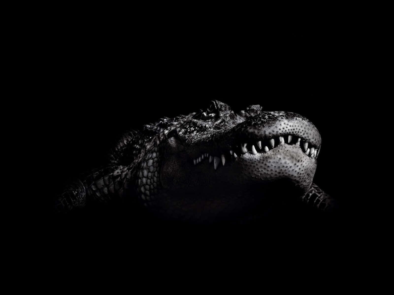 Alligator 桌布 壁紙 — 一個兇猛的鱷魚頭從黑暗中浮現，露出鋒利的牙齒，呈現出鮮明的黑白肖像。