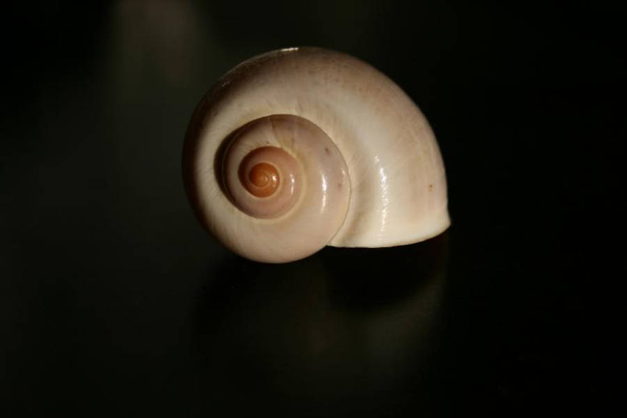 Snail 桌布 壁紙 — 一個光滑的螺旋貝殼，帶有奶油米色和溫暖的橙色色調，在深黑色背景上柔和地發光。